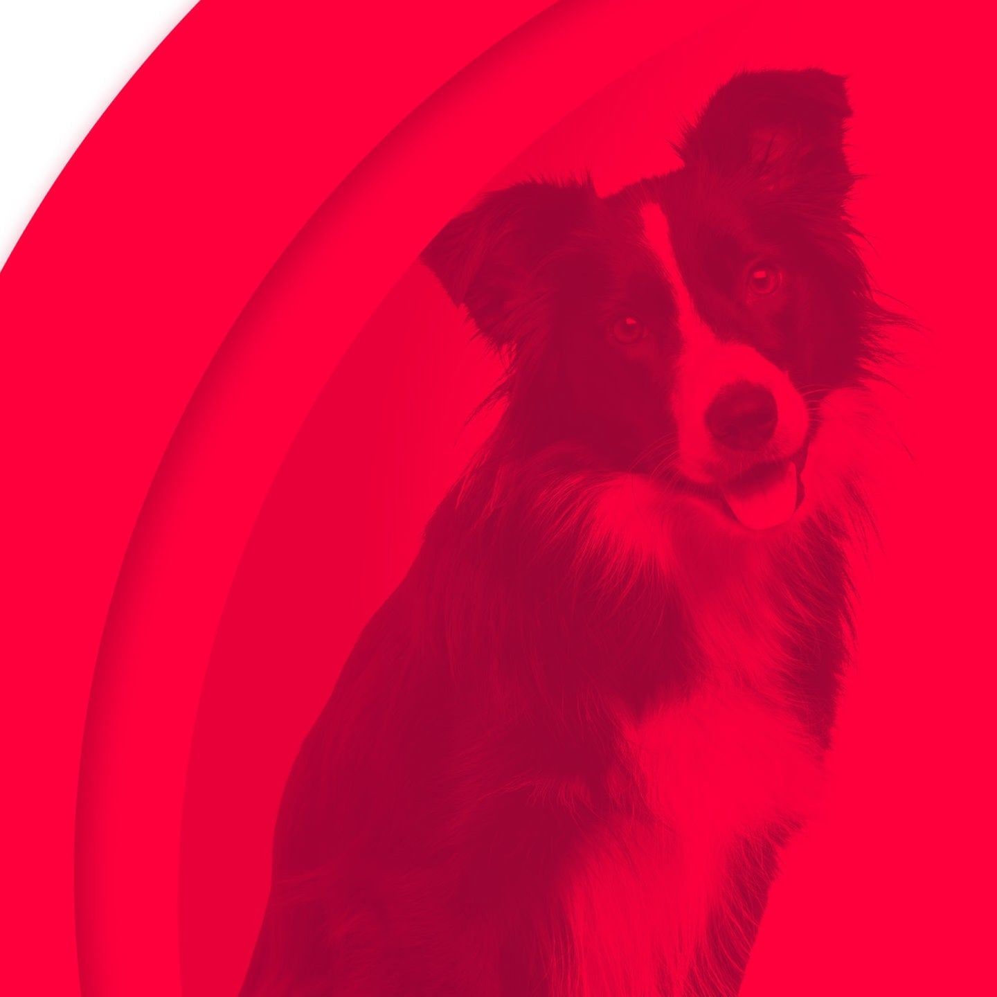 Der unterwürfige Fußfetischist – Jordans Hund
