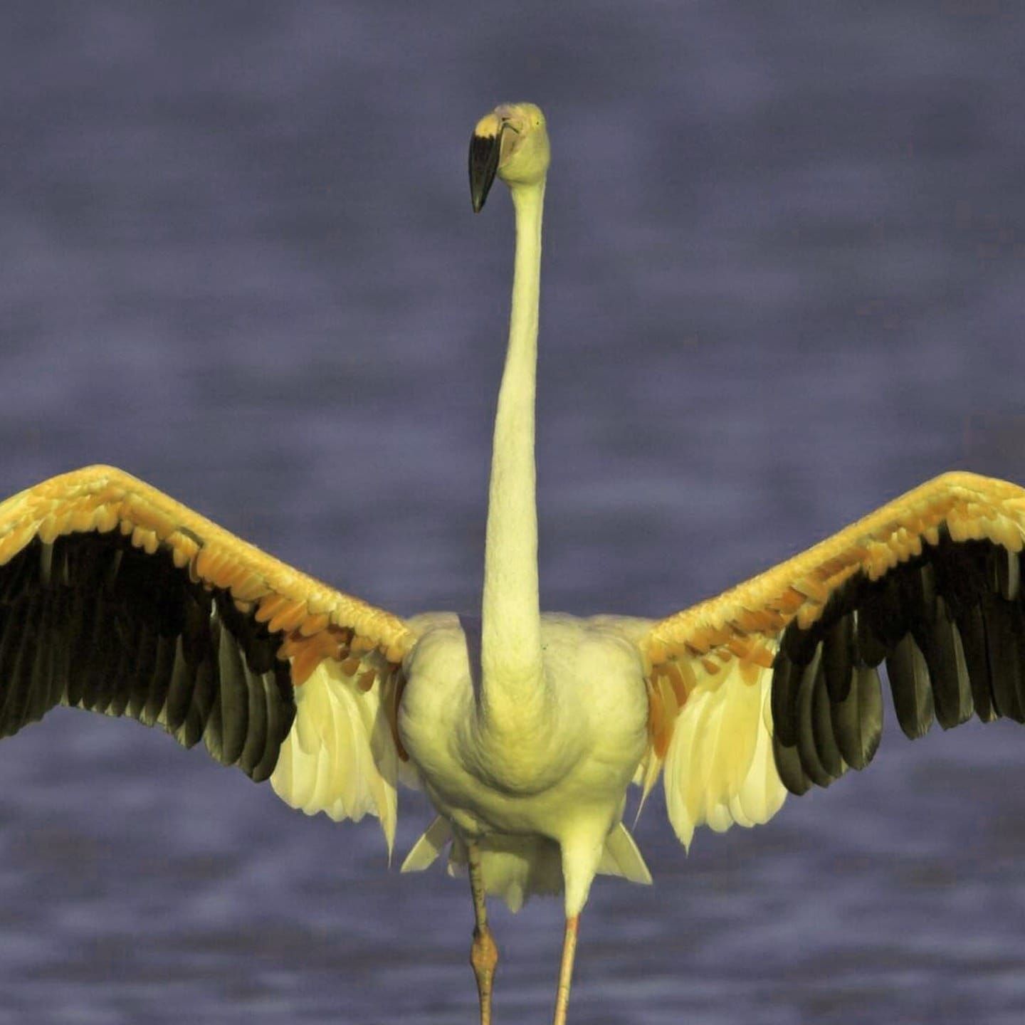 Die Tierdocs: Flamingo ist grün
