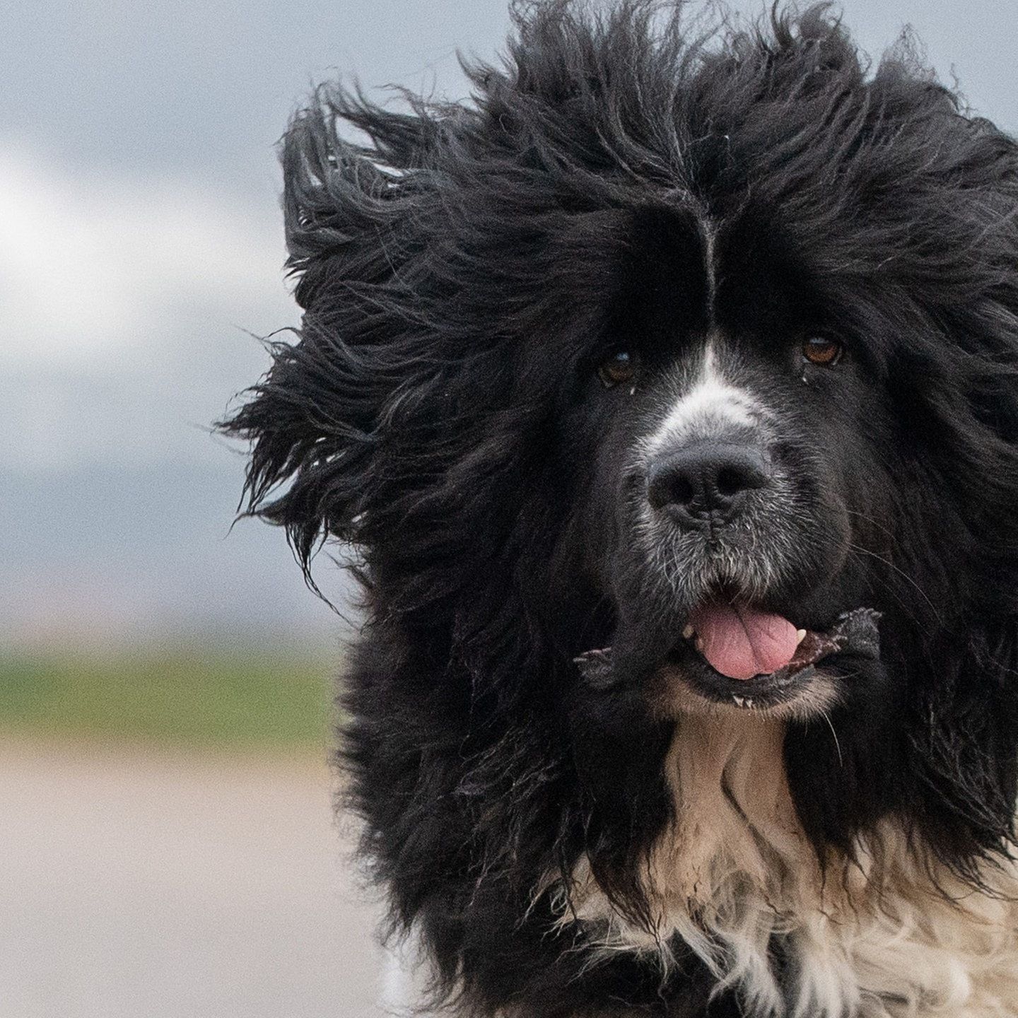 Die Tierdocs: Unbekannte Hundesrasse