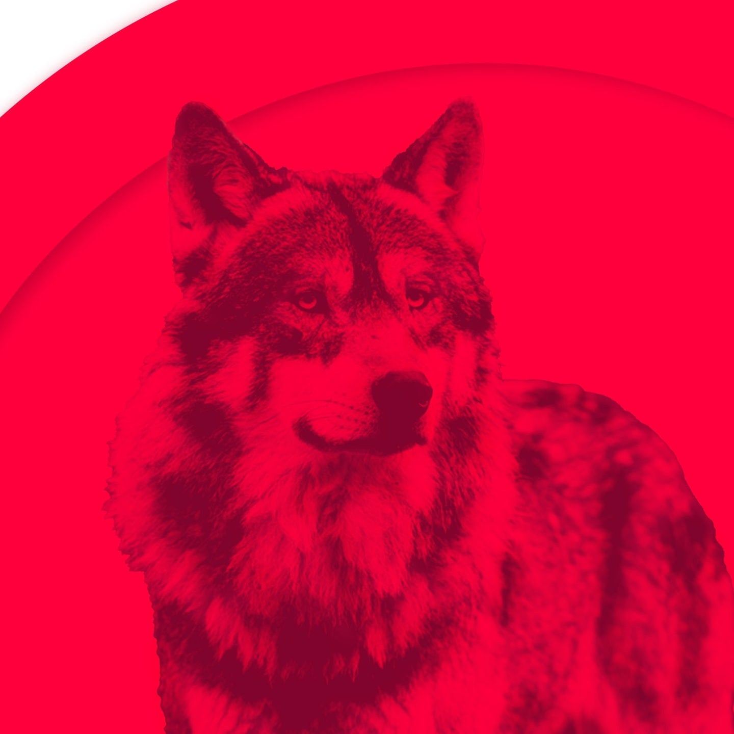 Fehldiagnose ADHS – Jessis Wolf