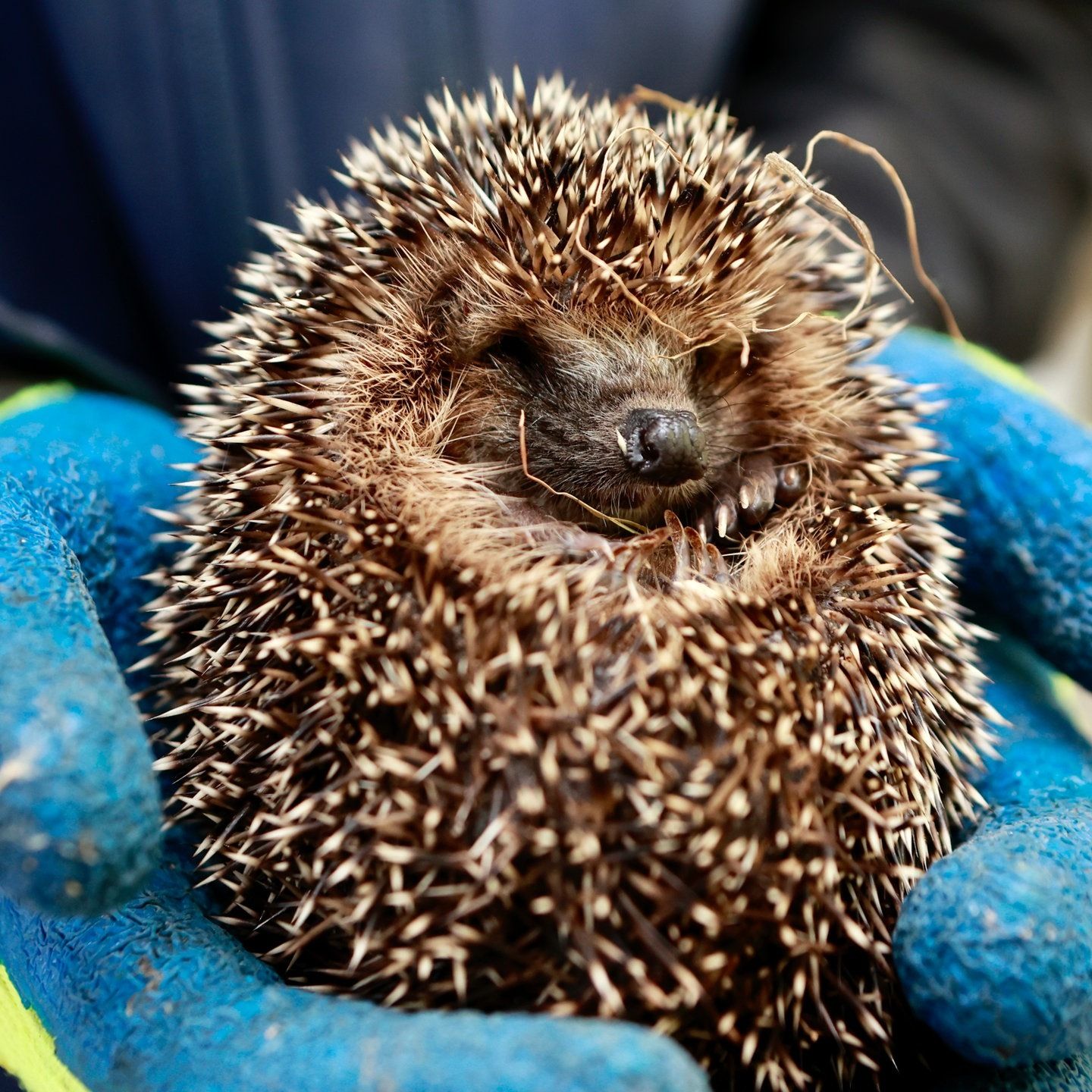 Die Tierdocs: Igel denkt, er könne fliegen