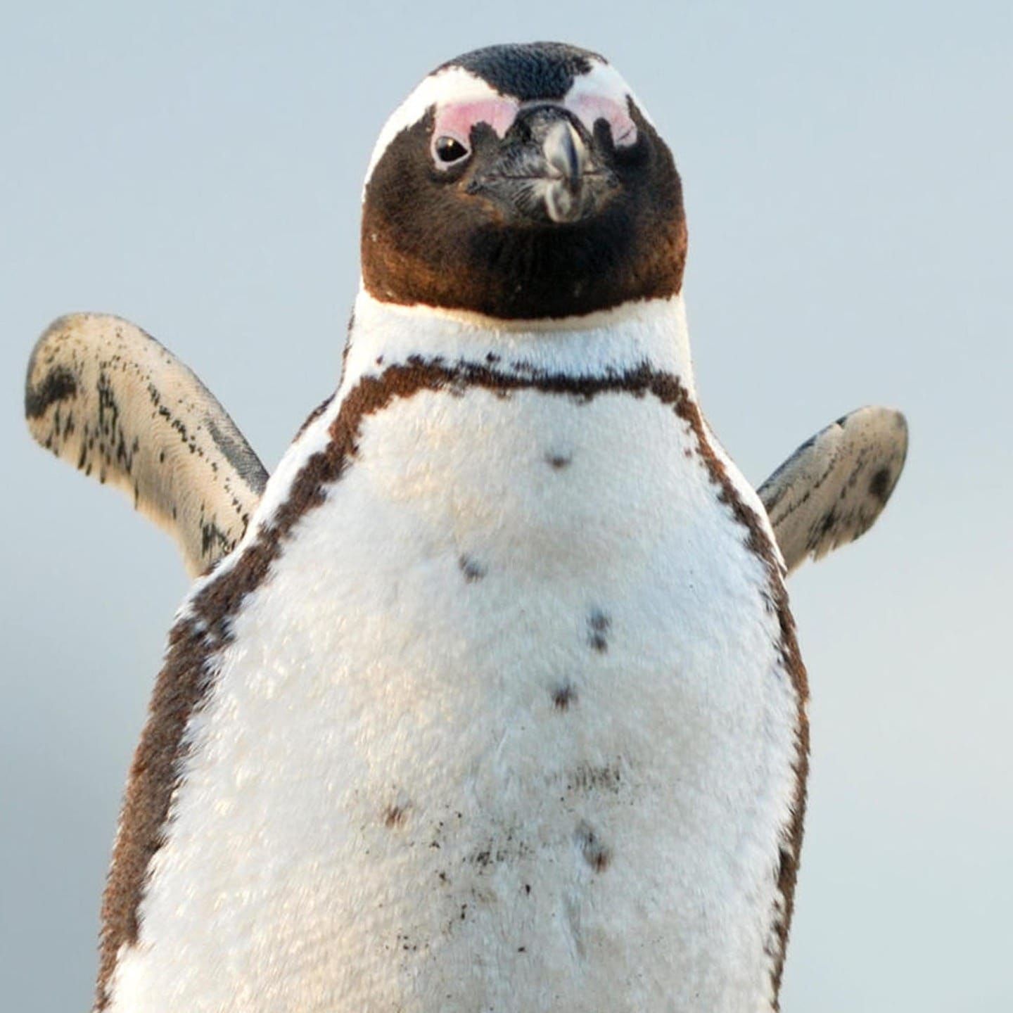 Die Tierdocs: Pinguin friert