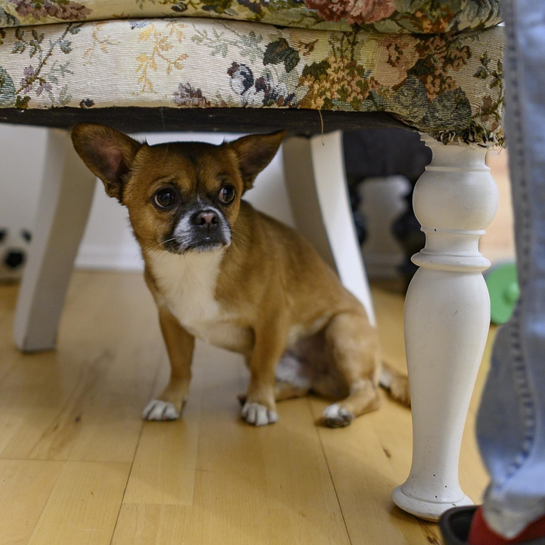 Psychisch kranke Tiere? - Wie Stress Tieren schadet