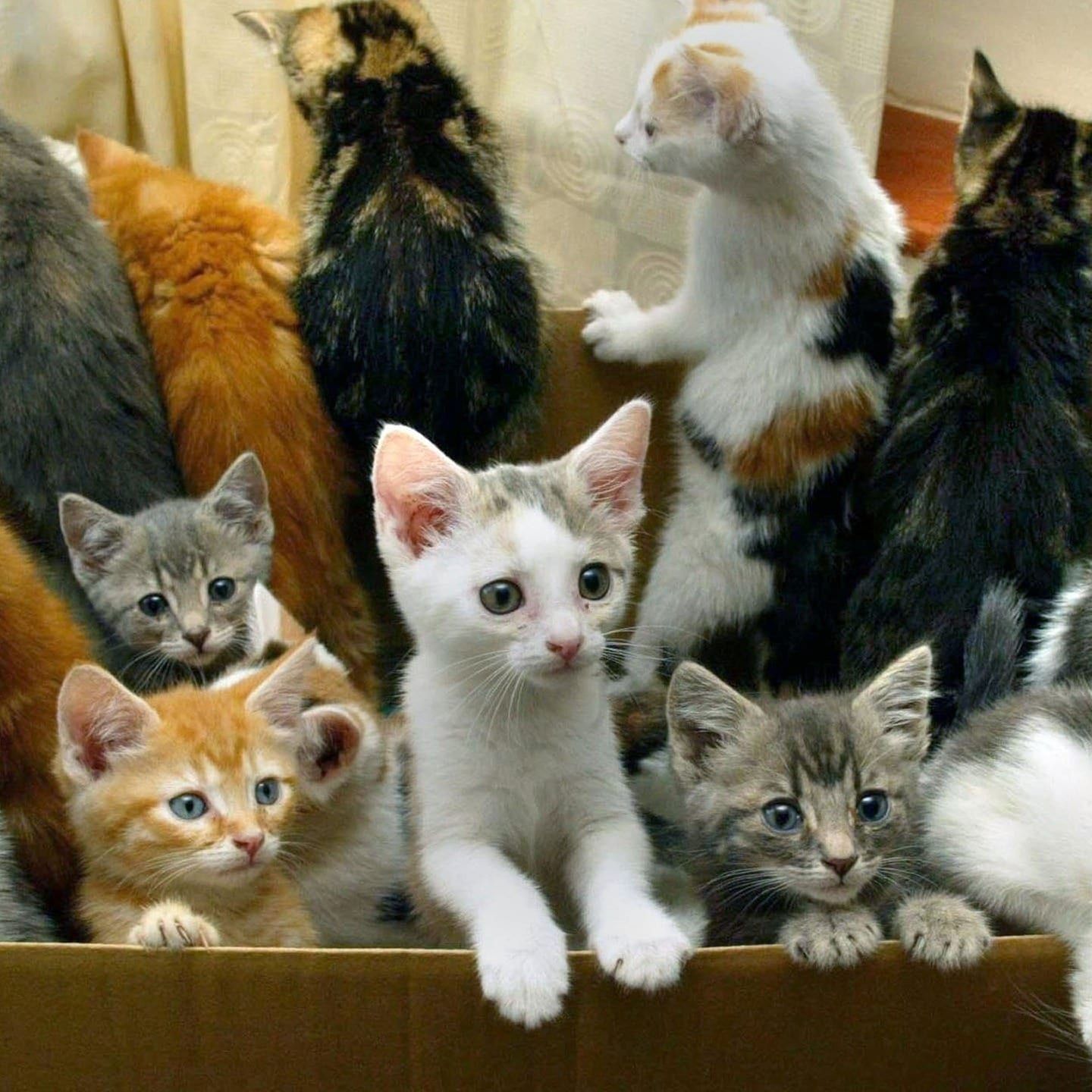 Aufklärung für Katzen