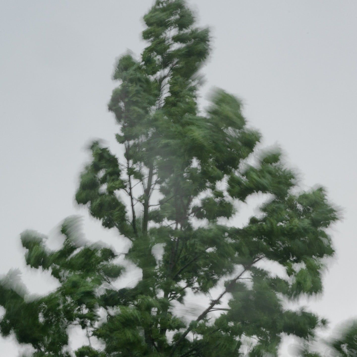 O Tannenbaum, wo sind deine Blätter?