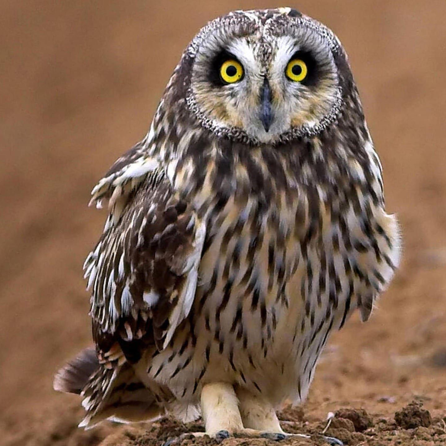 Die Tierdocs: Sumpfohreule hat Kopf verdreht