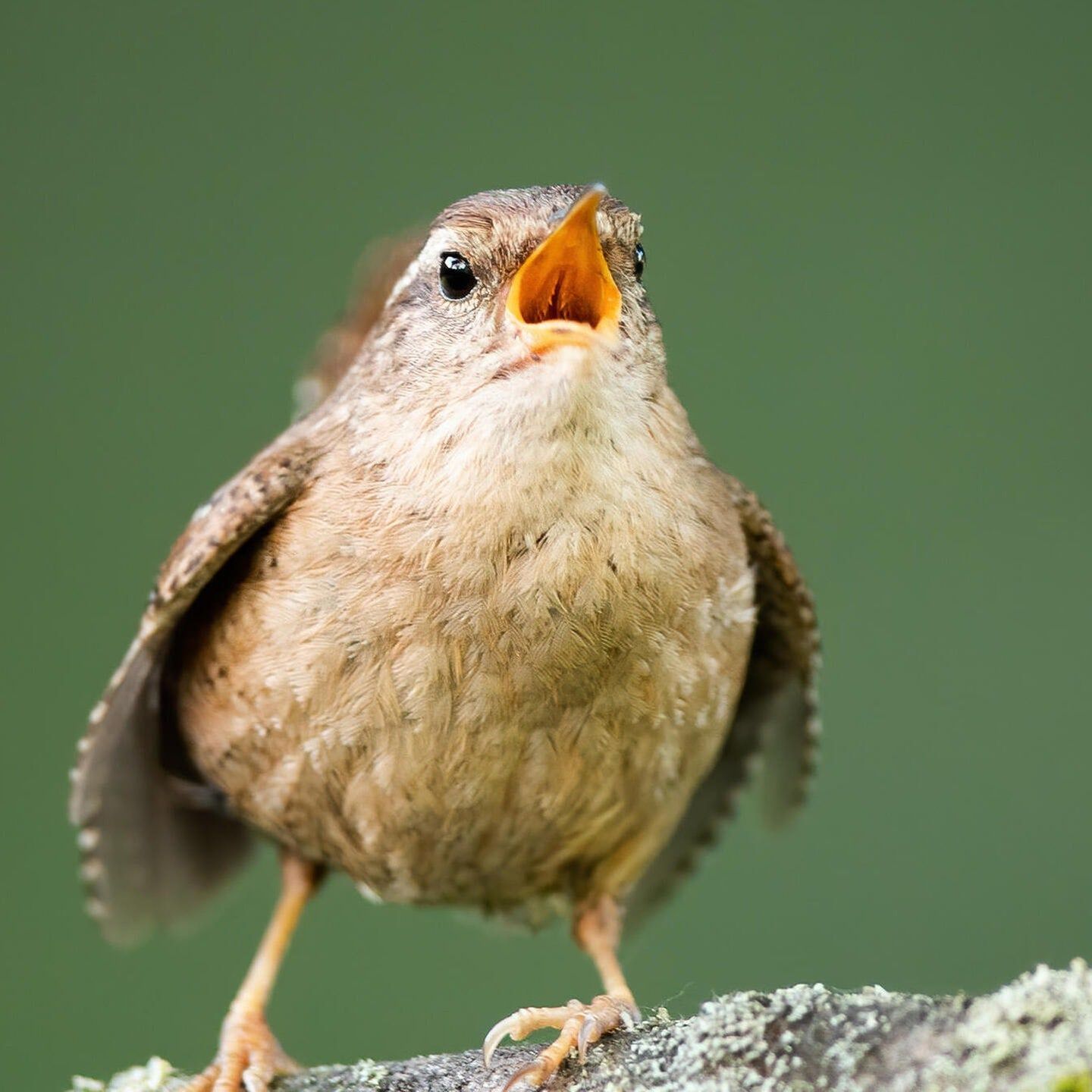 Die Tierdocs: Zaunkönig will Vaterschaftstest