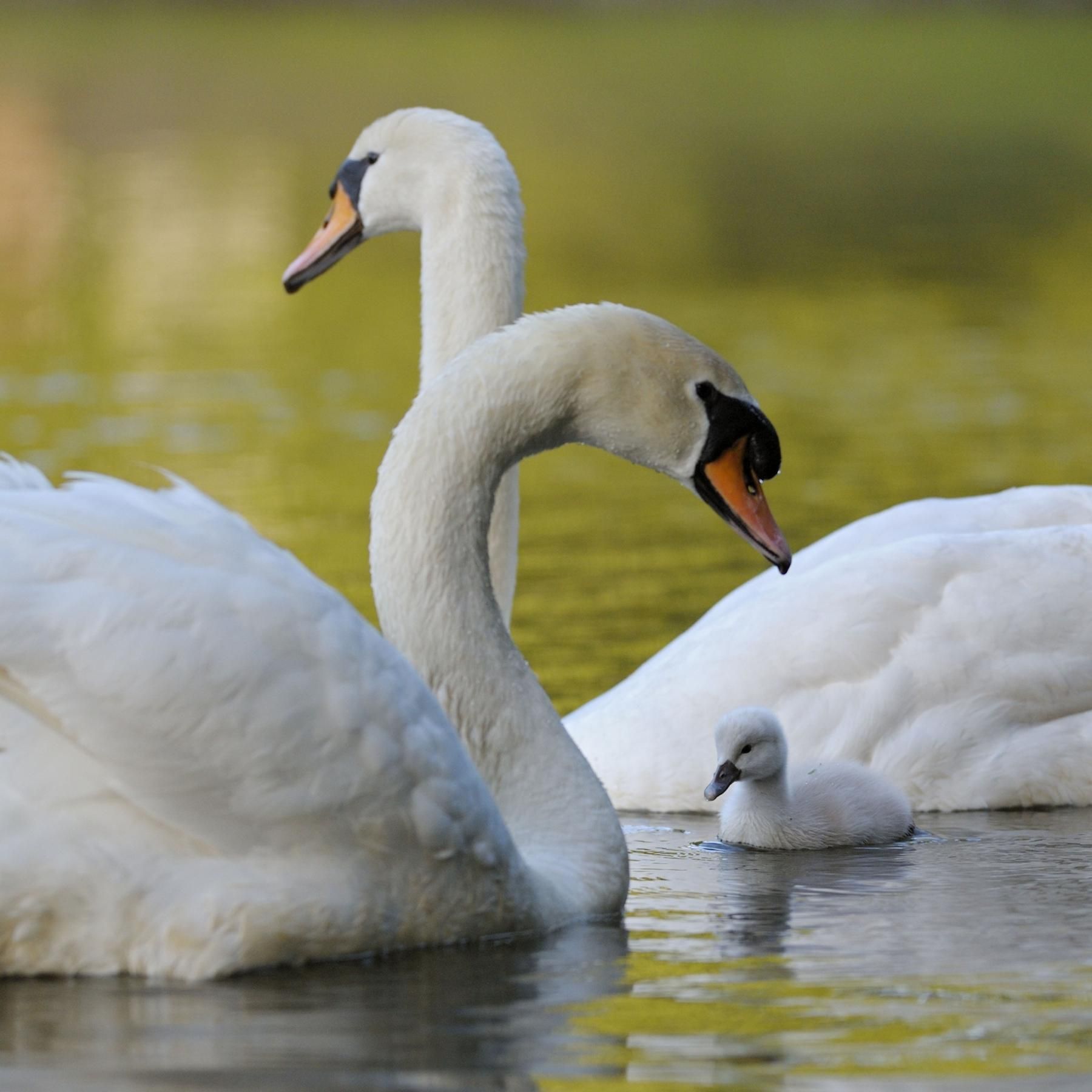 Tierische Paar(ungs)geschichten - Alles Natur!