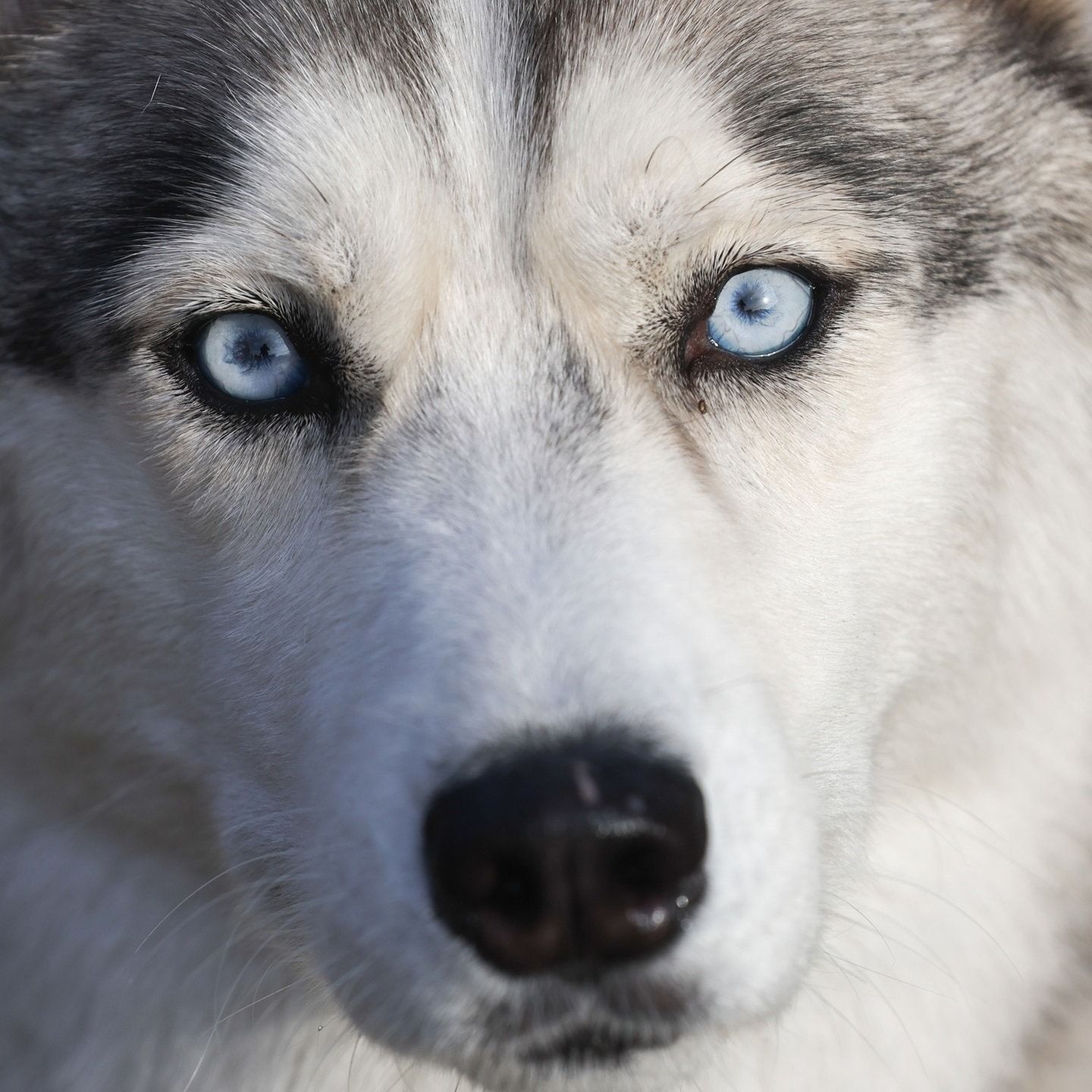 Die Tierdocs: Wolf sabbert