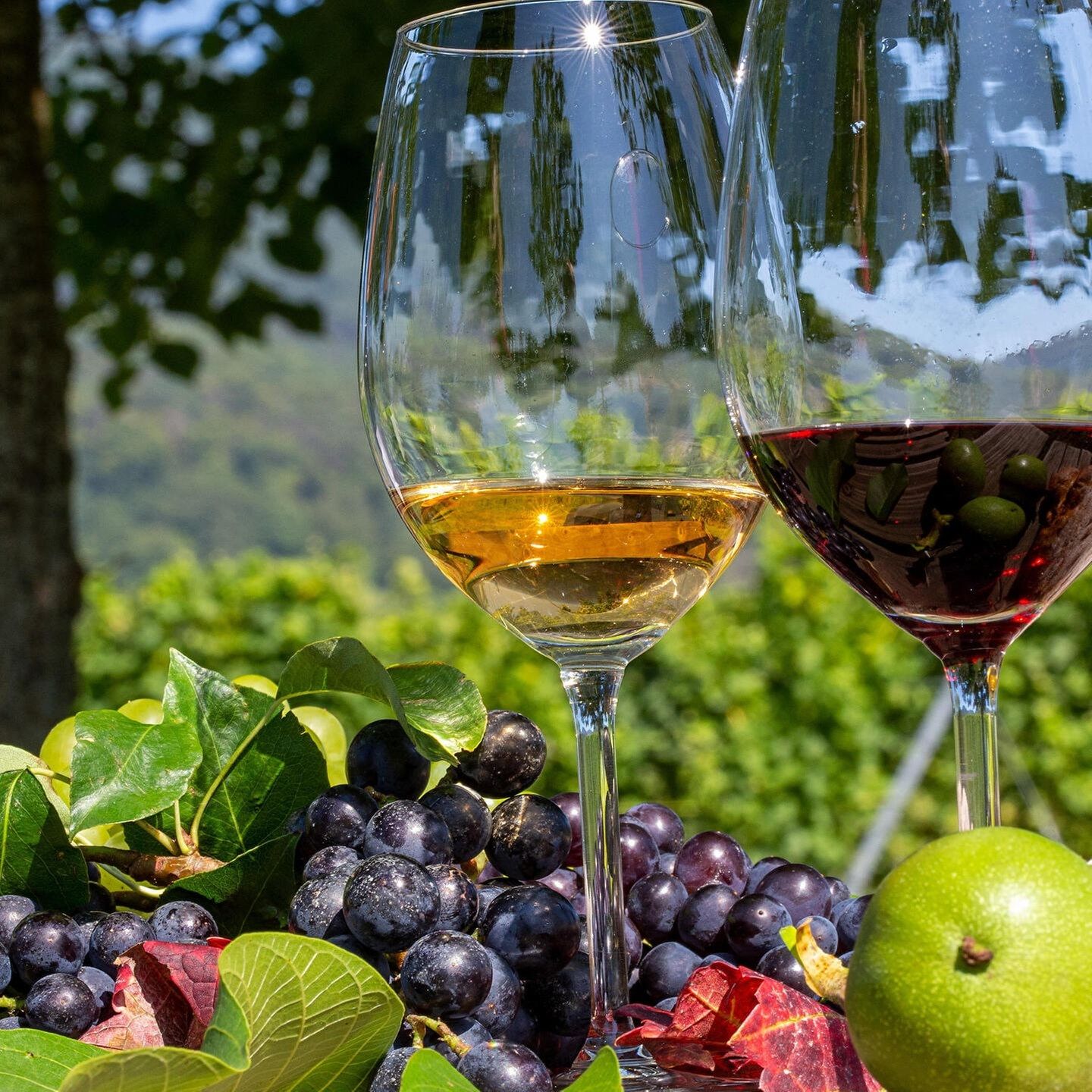 Gagsong: Alkoholfreier Pfalzwein