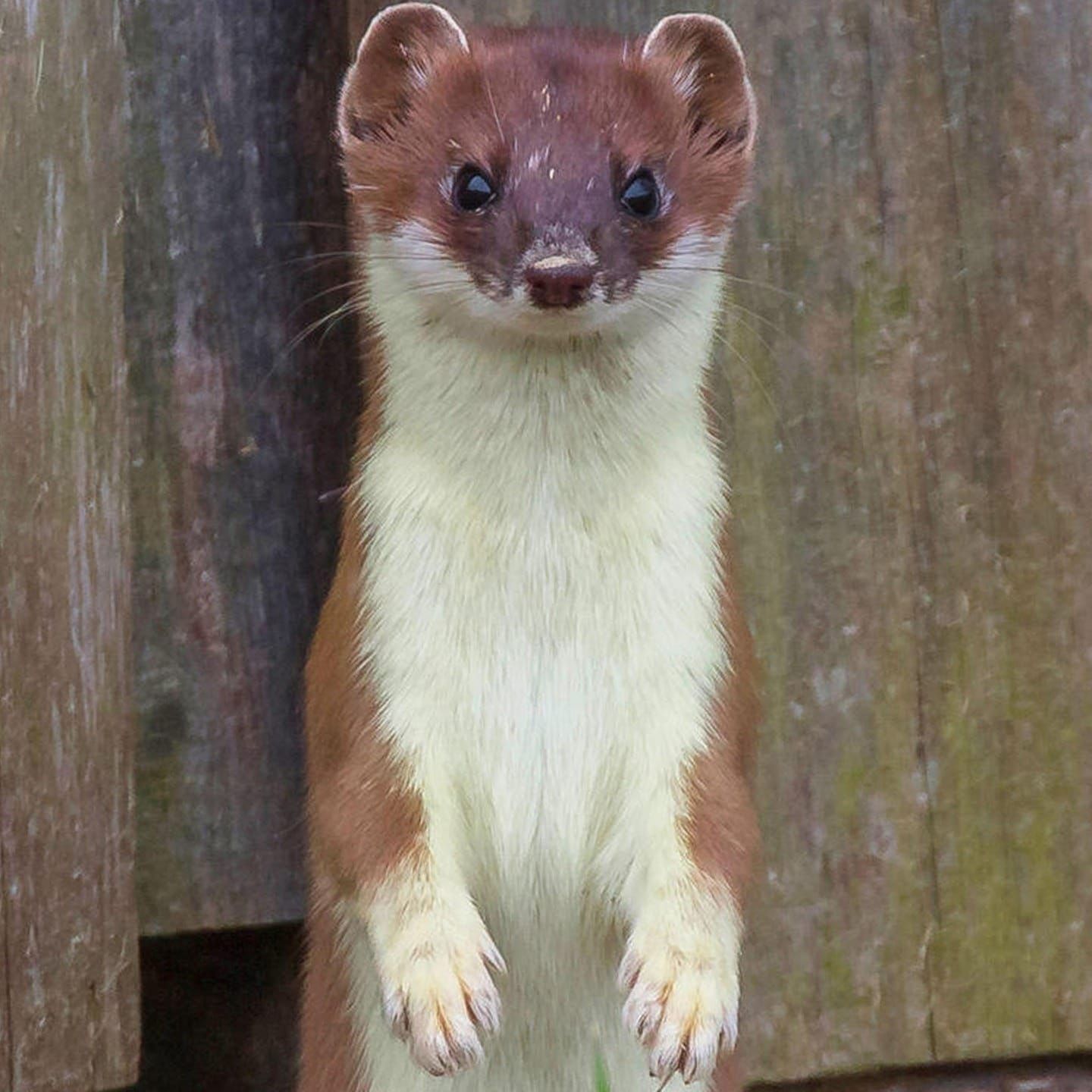 Die Tierdocs: Wiesel will nicht mehr in die Stadt