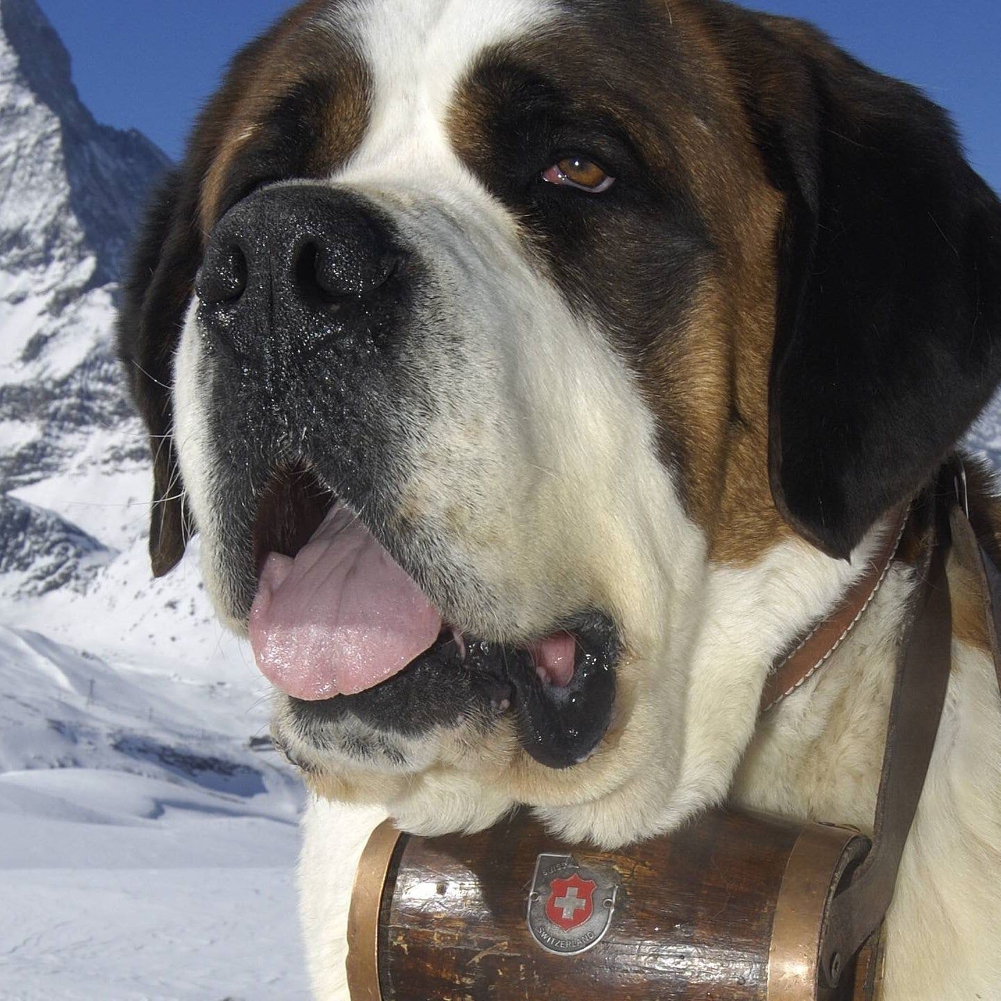 Die Tierdocs: Bernhardiner trinkt Alkohol