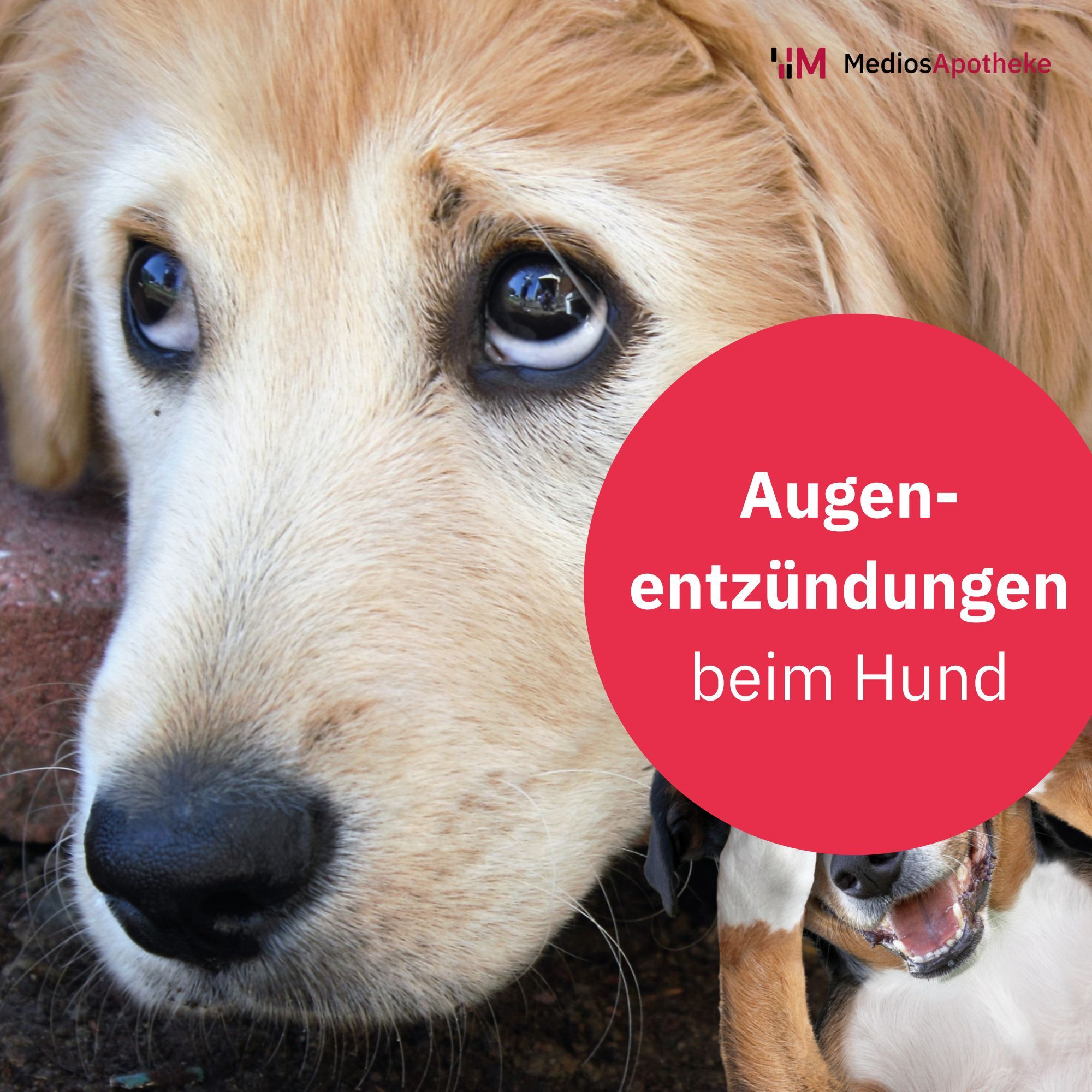 Augenentzündungen bei Hunden: Vorbeugen, im Notfall helfen & viele Tipps von Dr. Frano