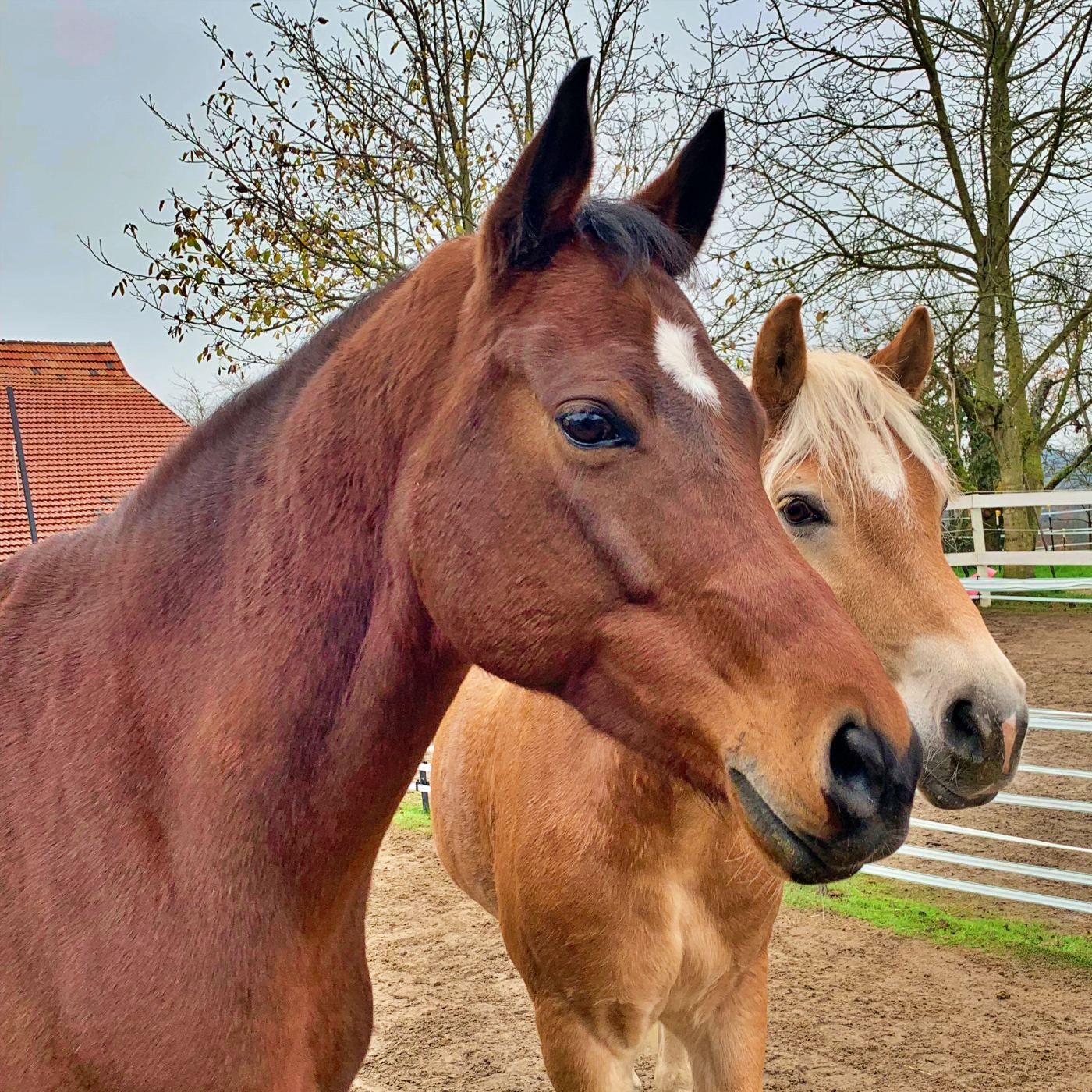 Episode 301 - Reiten mit der Freck (Teaser)