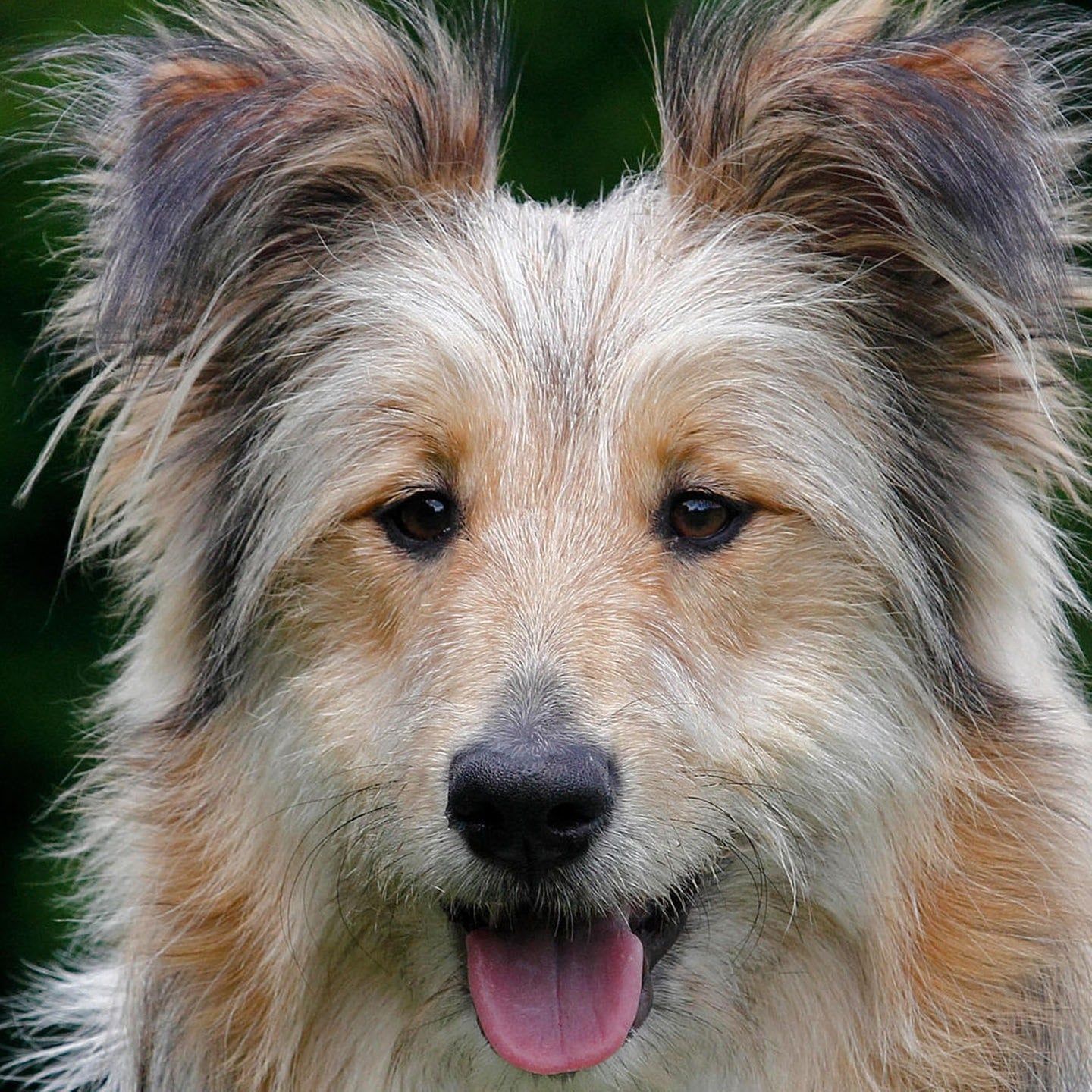 Die Tierdocs: Hund stört beim Kartenspielen