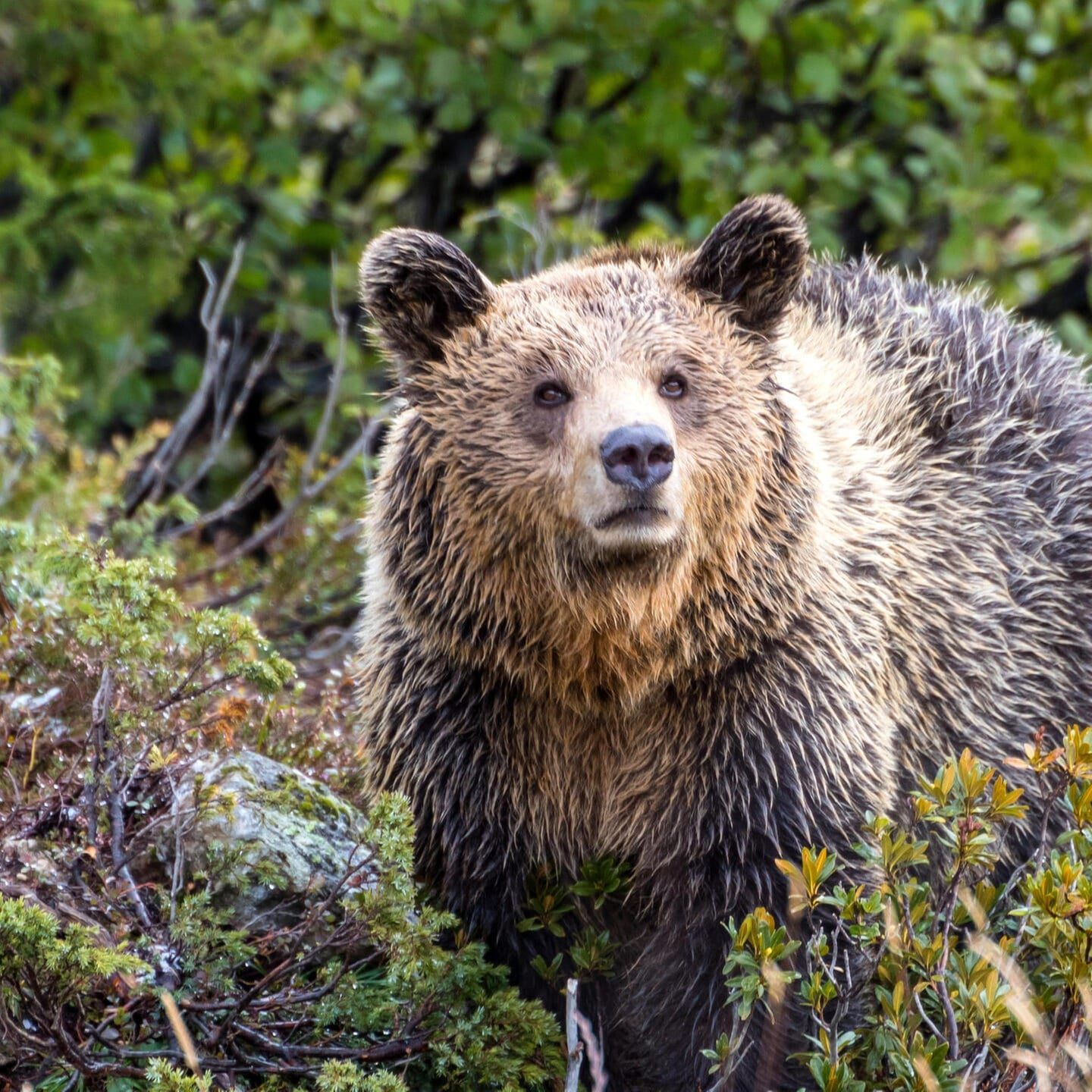 Die Tierdocs: Bär verreist
