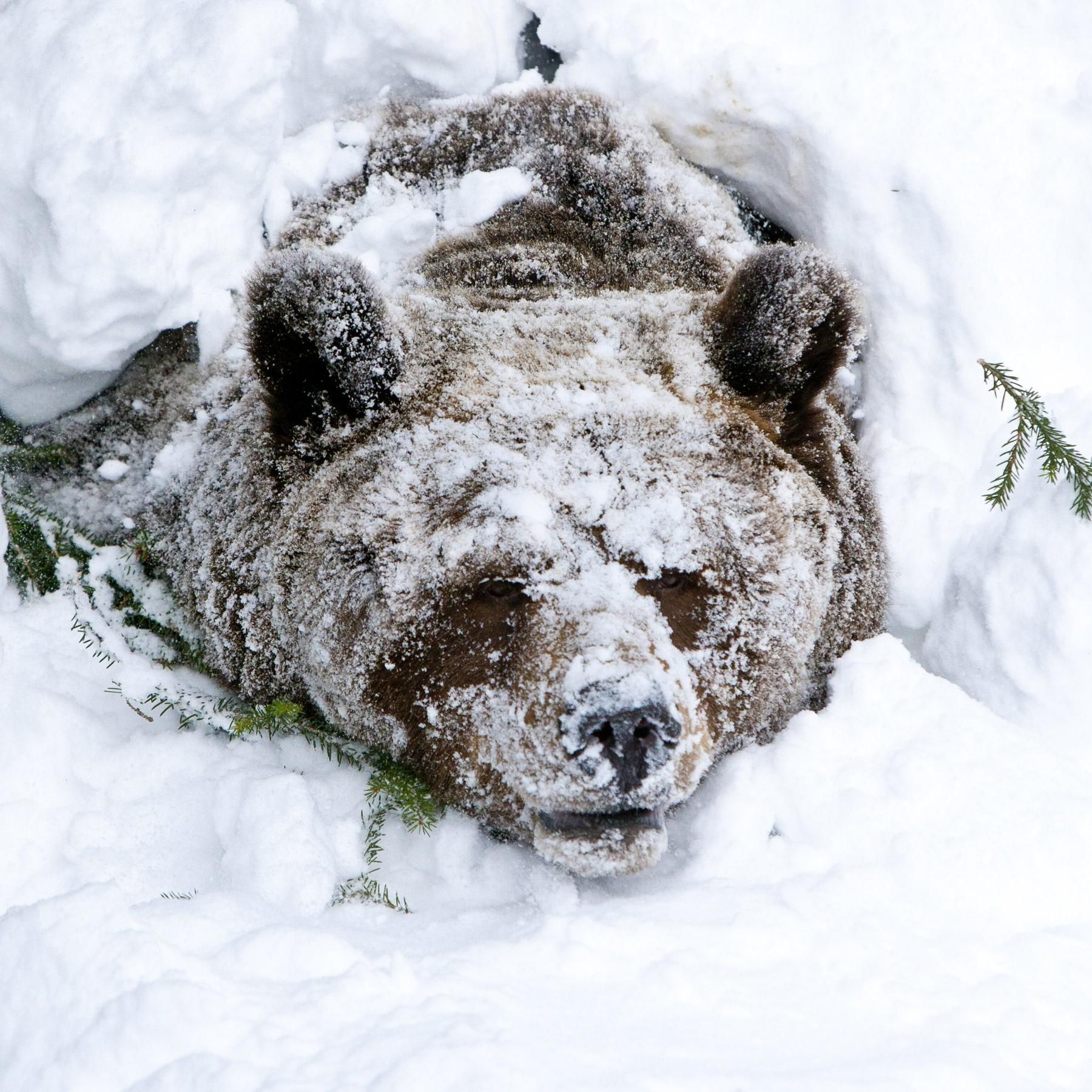 Tierische Überlebensstrategien - Von Winterschlaf bis Winterruhe