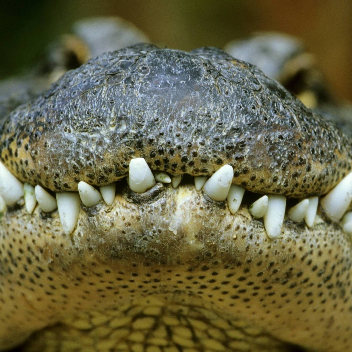 Die Tierdocs: Krokodil frisst zu viel