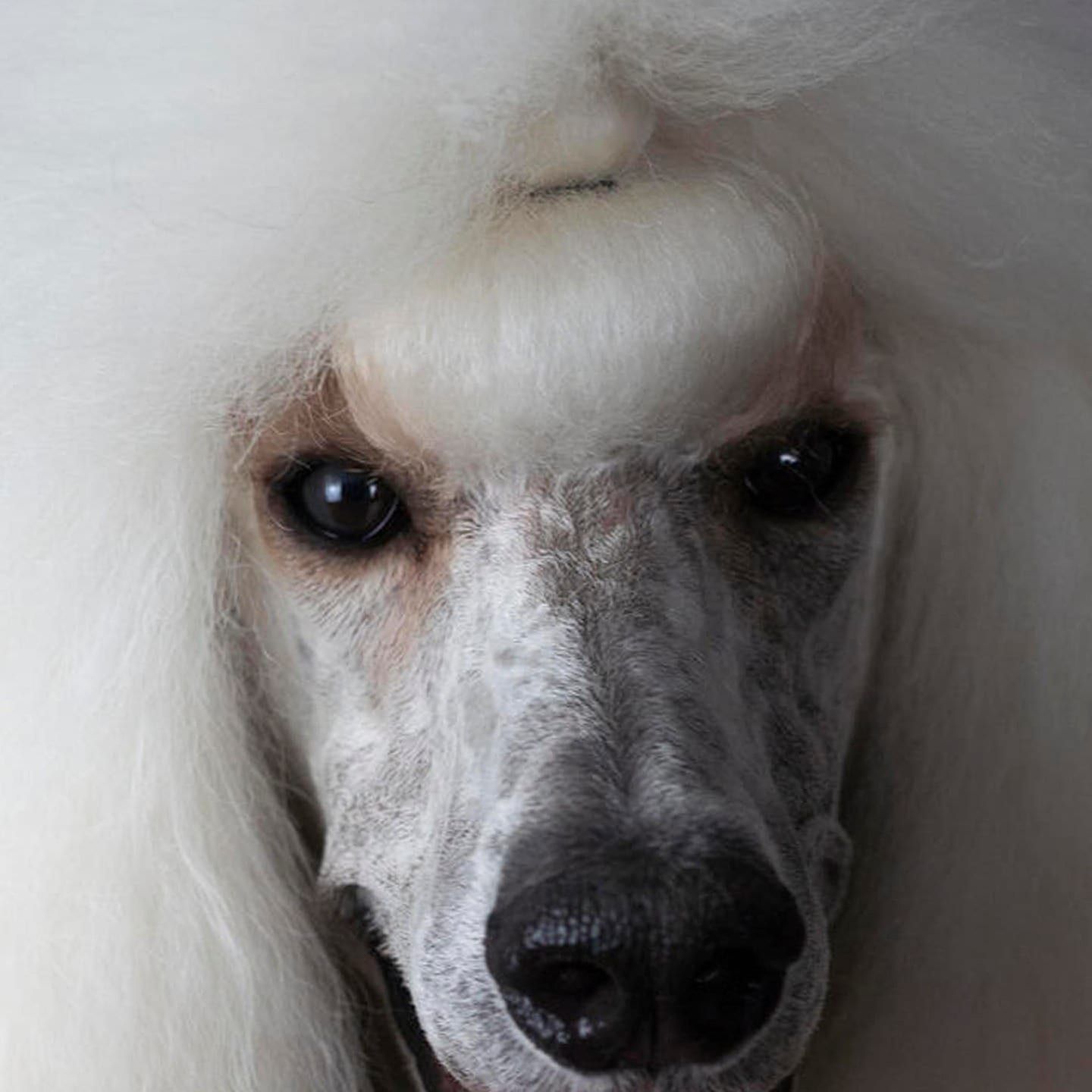 Die Tierdocs: Pudel will nicht zum Friseur
