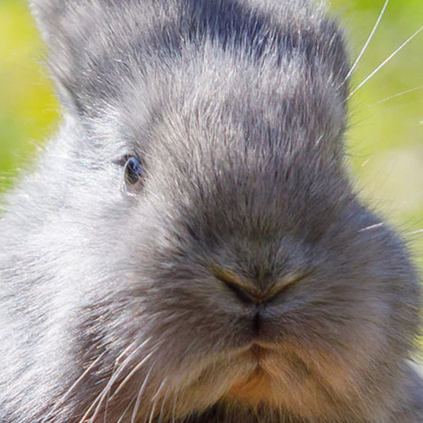 Die Tierdocs: Hase versteckt Eier