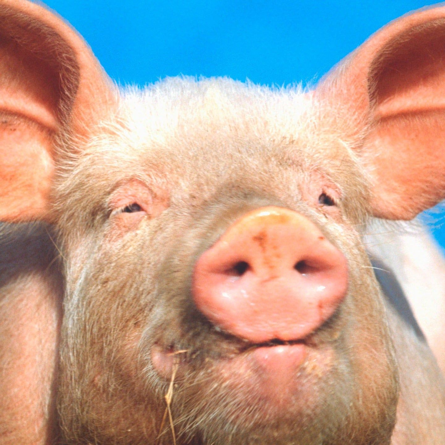 Die Tierdocs: Schwein hört extrem laut Musik