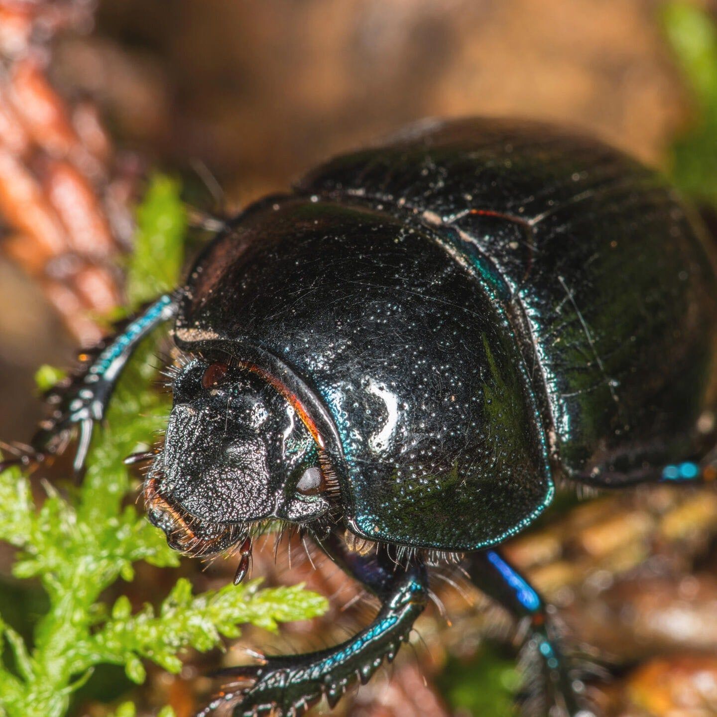 Die Tierdocs: Käfer verhält sich eigenartig