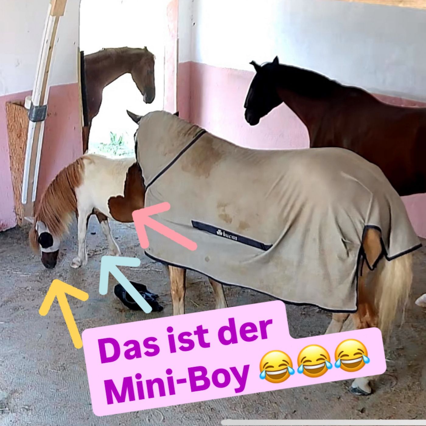 Episode 287 - Miniboy (Teaser)