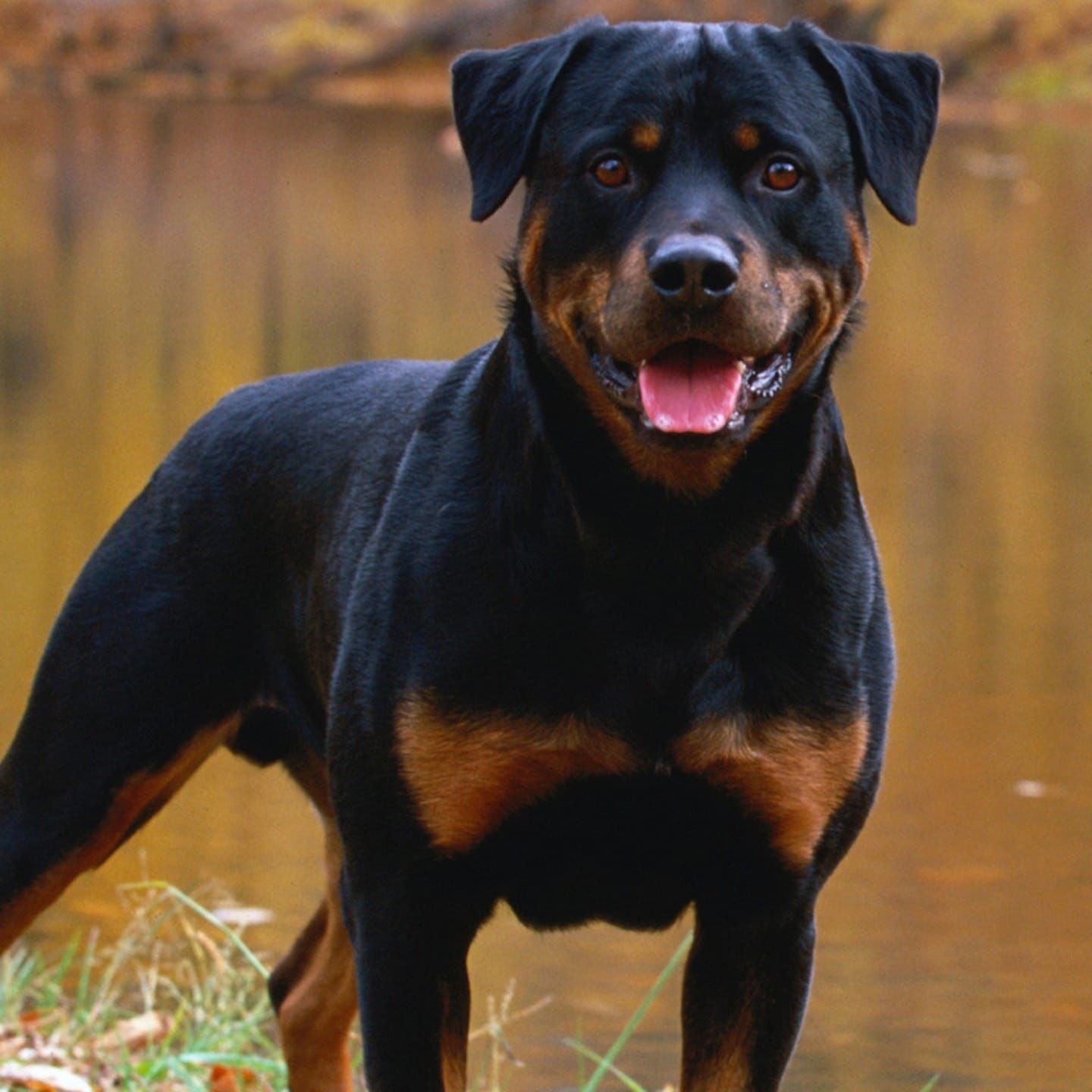 Die Tierdocs: Hund muss niesen