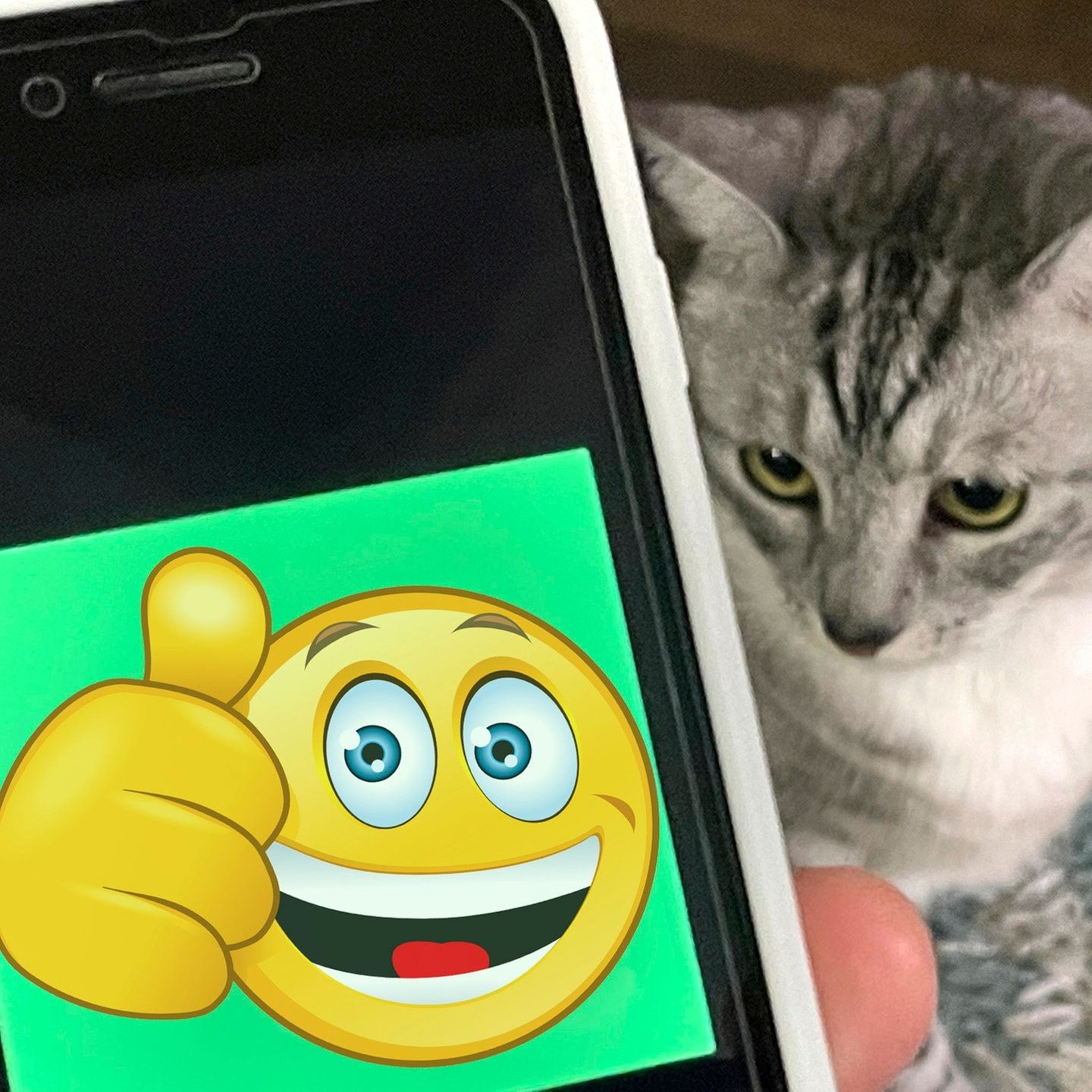Die Transanimalator-App