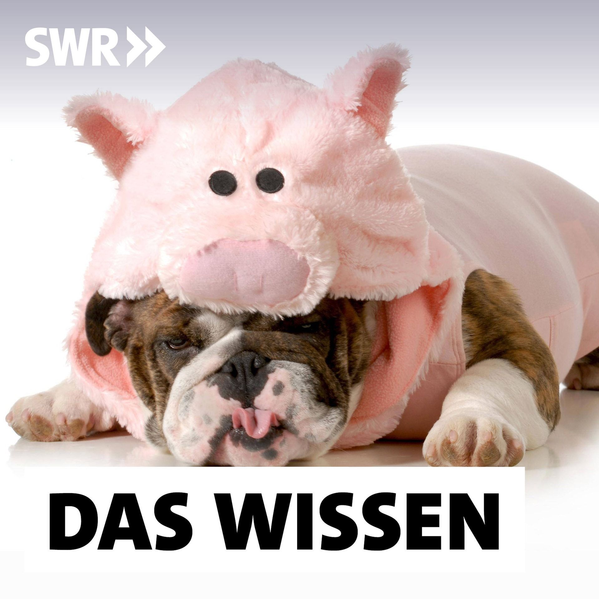 Gewohnheiten ändern – Wie wir den inneren Schweinehund überwinden