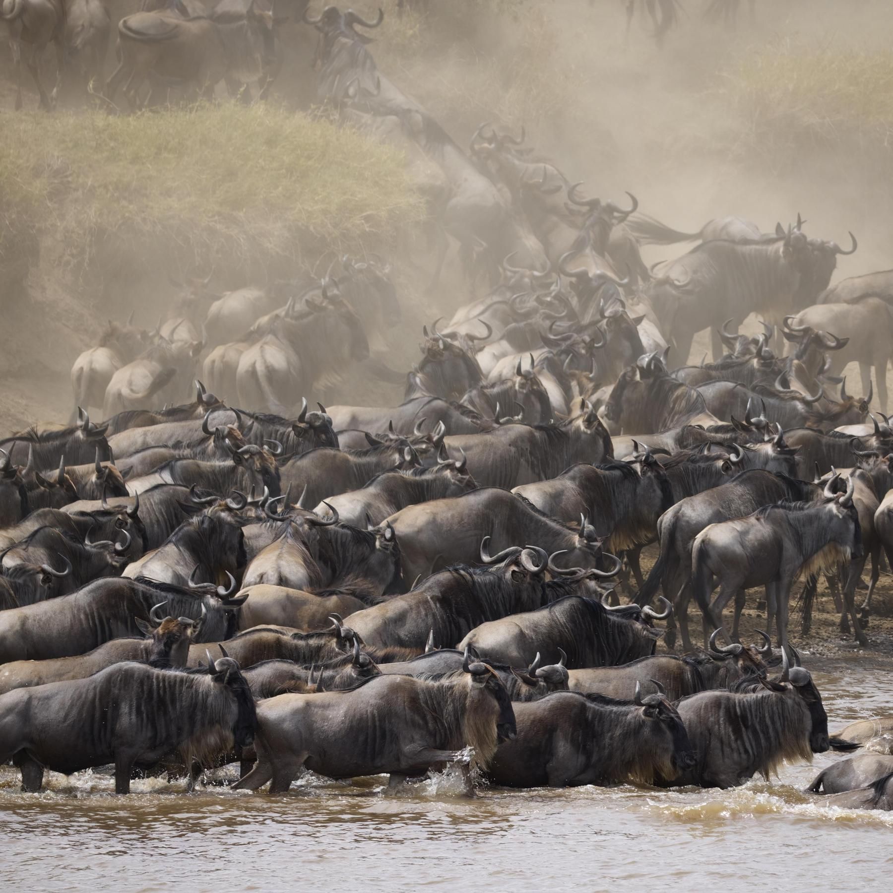 Warum wandern Tiere? Alles Natur