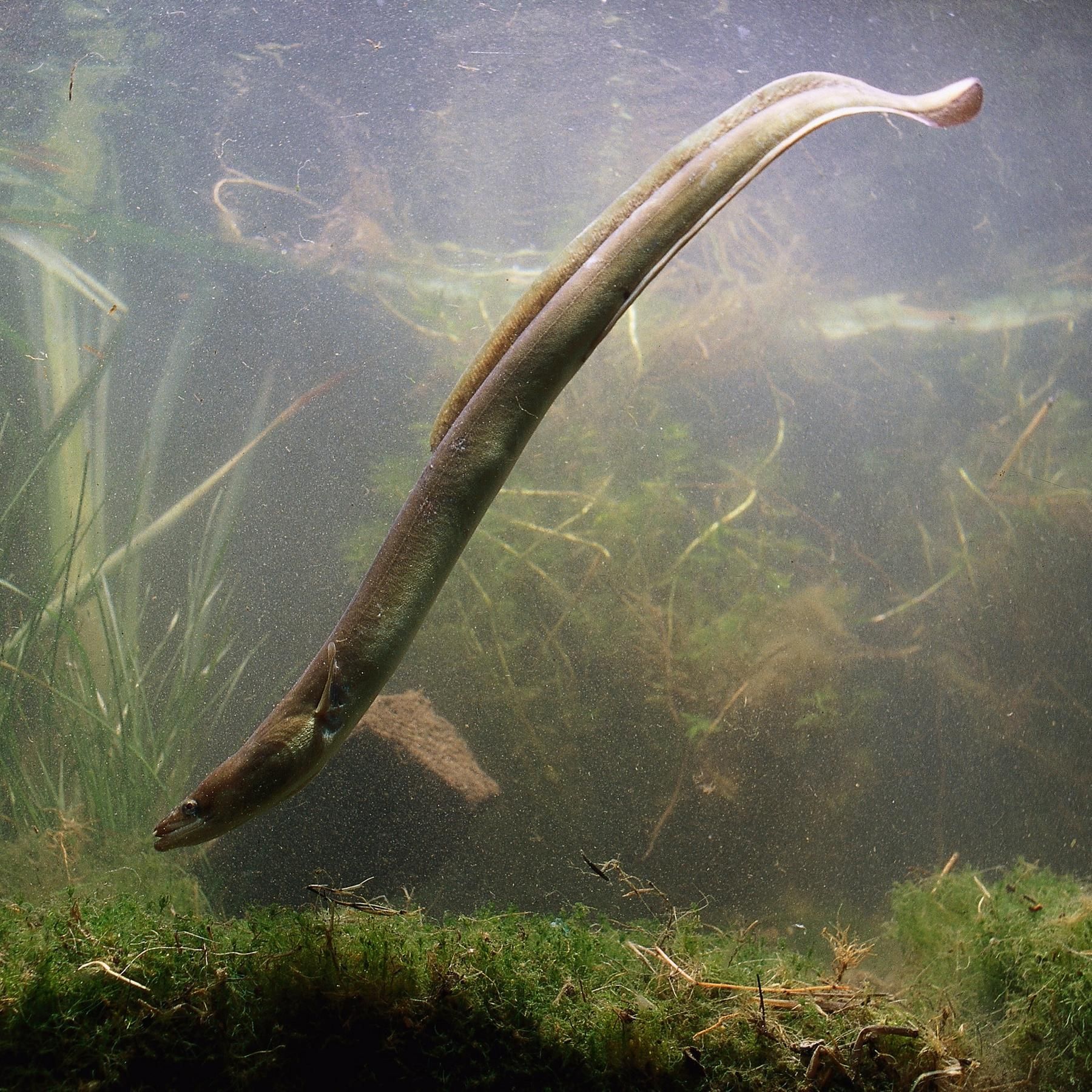 Der Aal - Ein Fisch voller Rätsel