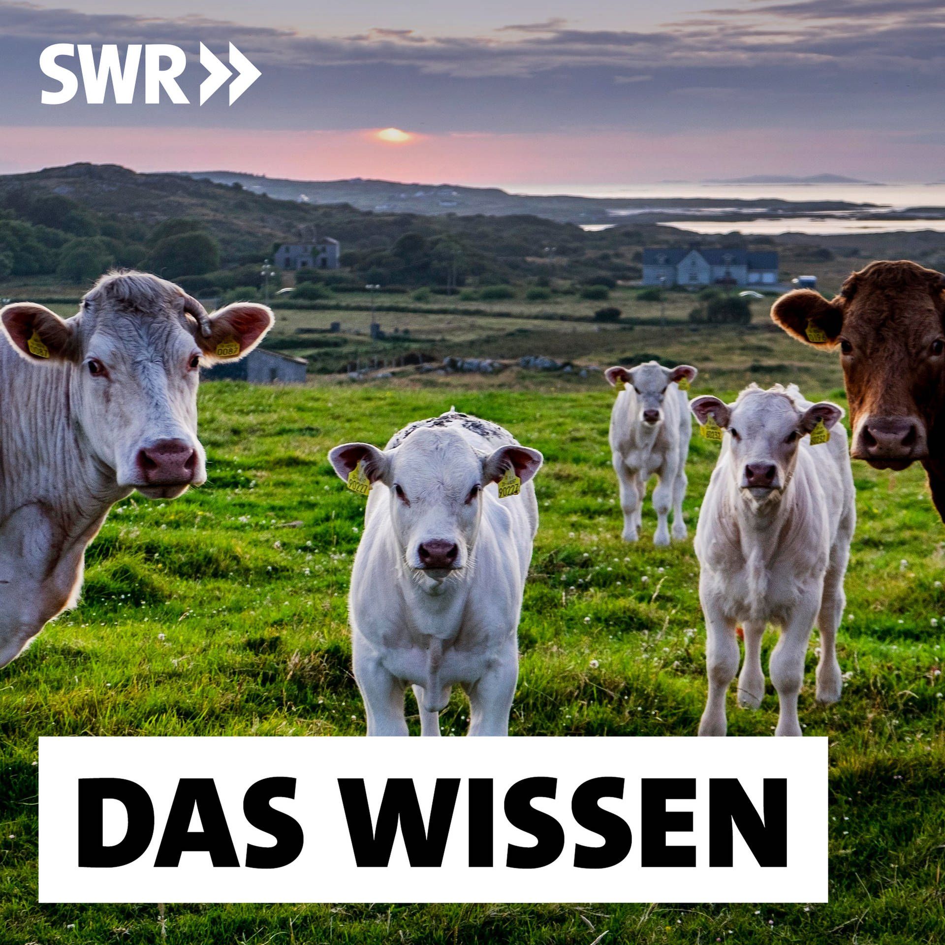 Klimafreundliche Kühe? – Wie Irland die Milchviehhaltung retten will