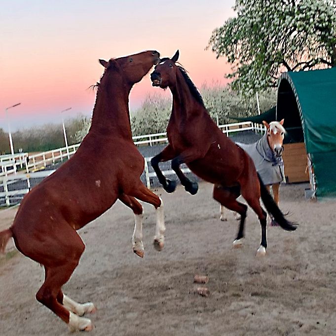 #332 Gruselzonen, Yellowstone und Zulegen im Mitteltrab