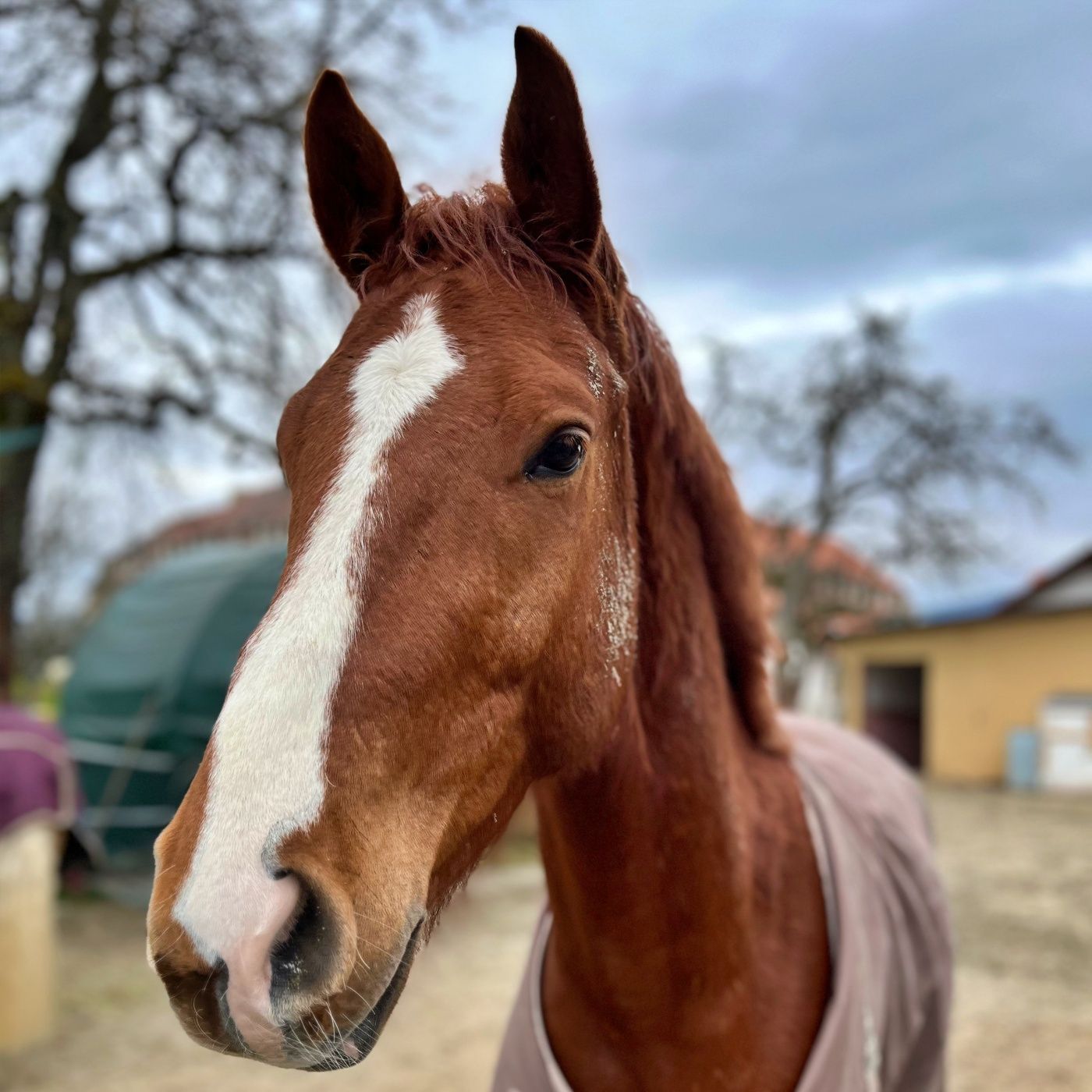 #330 Huch, mein Pferd hat zwei Gesichter