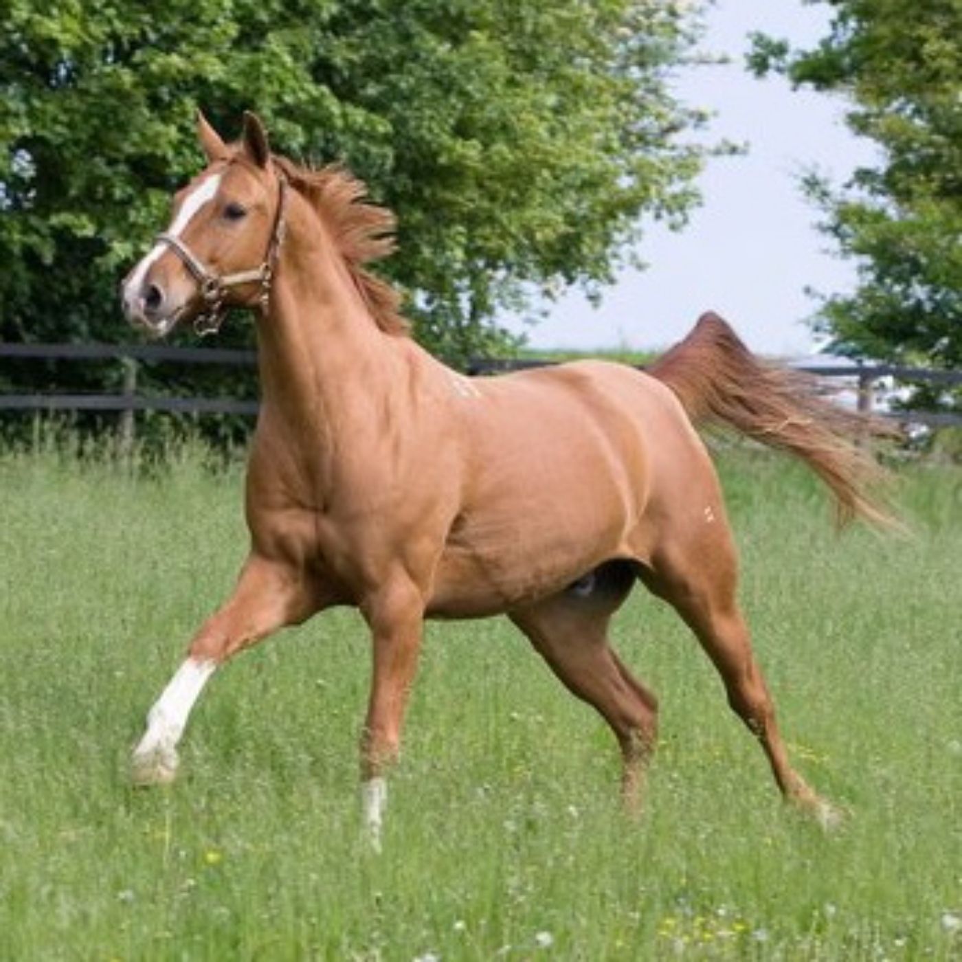 #329 Globus: Ein Pferd mit Tausend Ticks