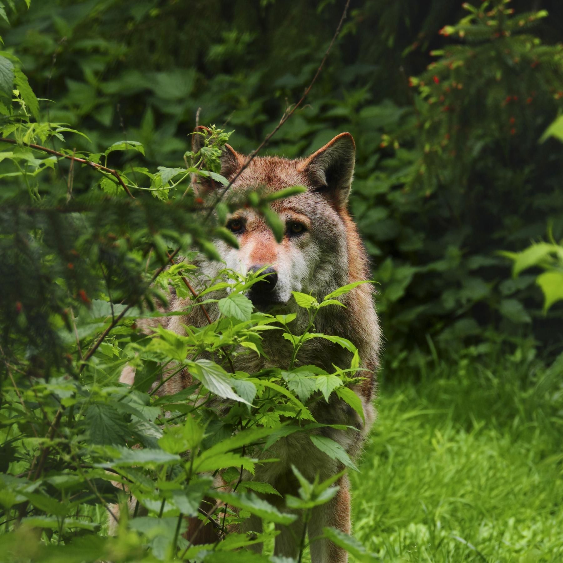 Rewilding - Das Ökokonzept mit der Wildnis