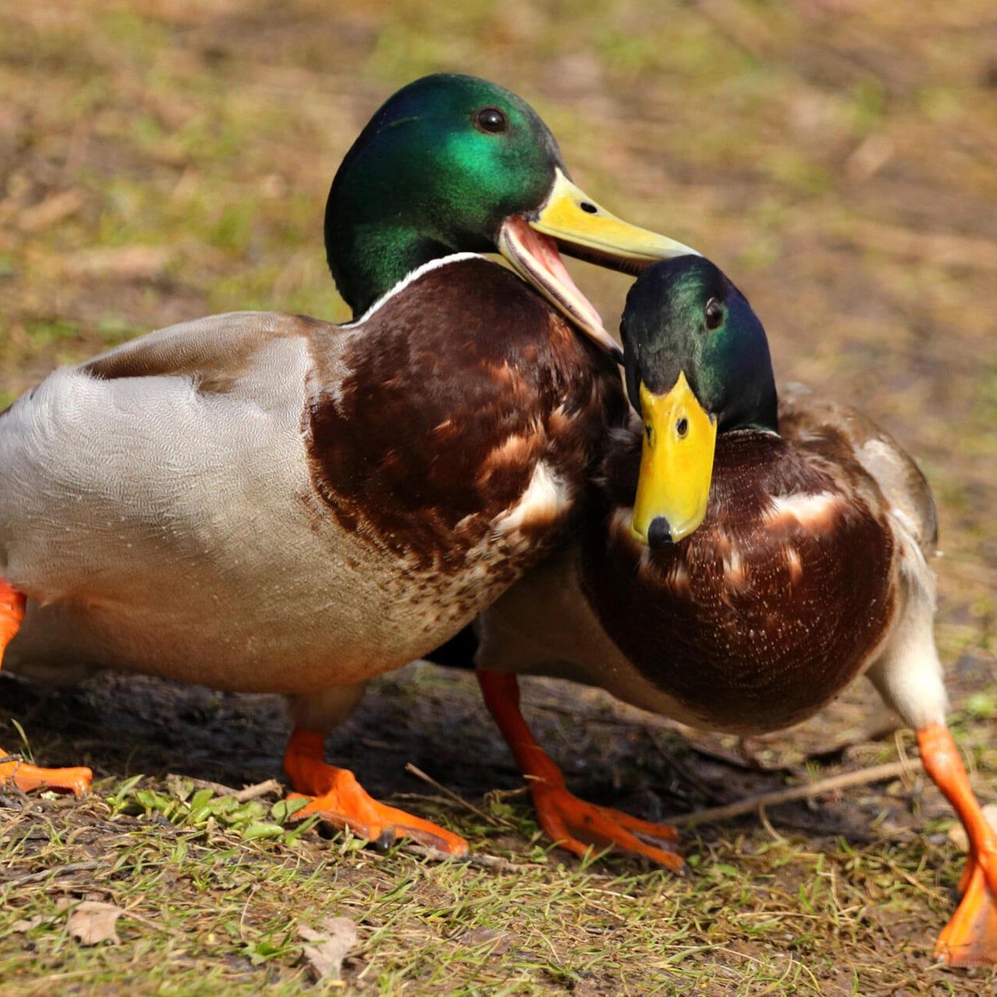 Die Tierdocs: Enten fressen Mehl