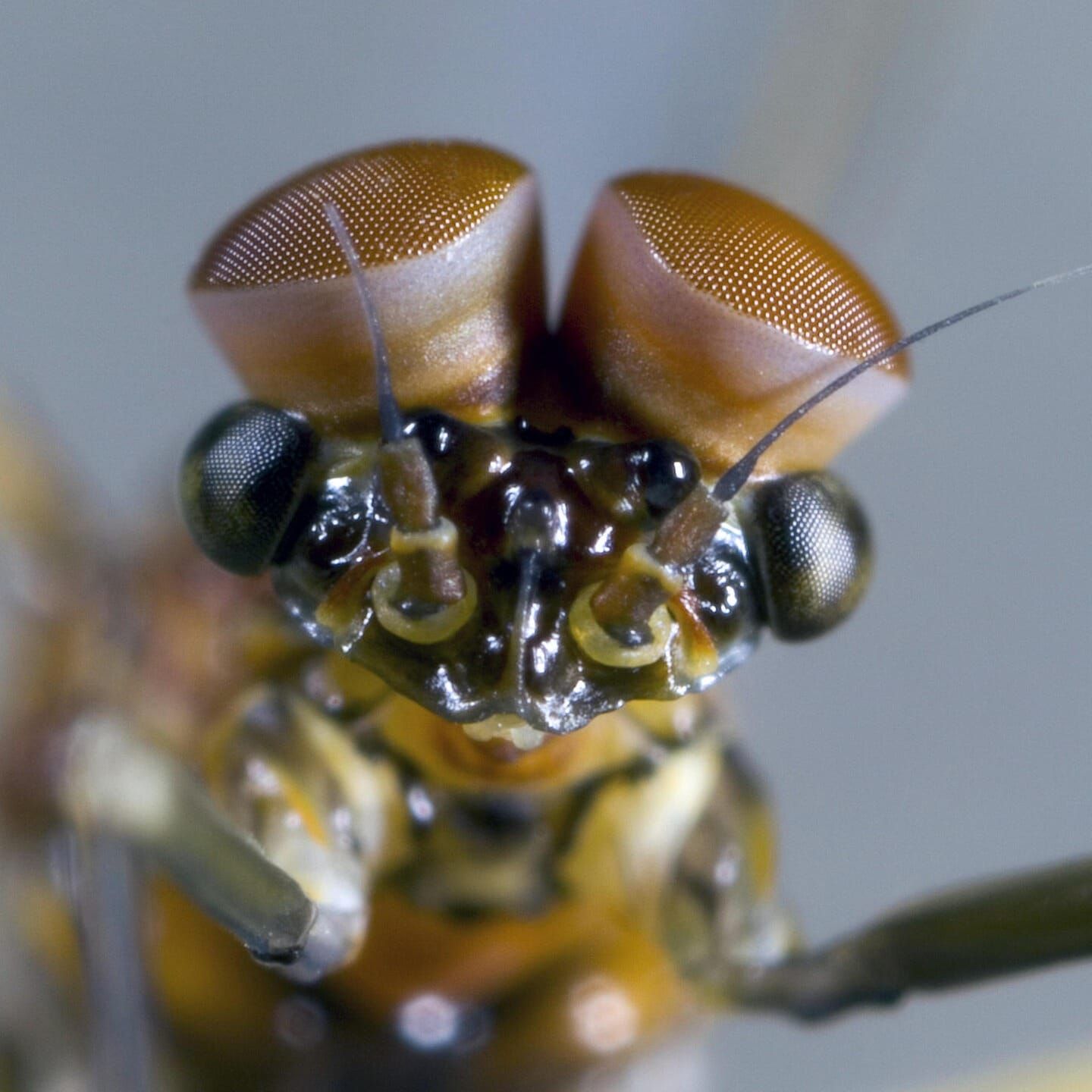 Die Tierdocs: Eintagsfliege in der Krise