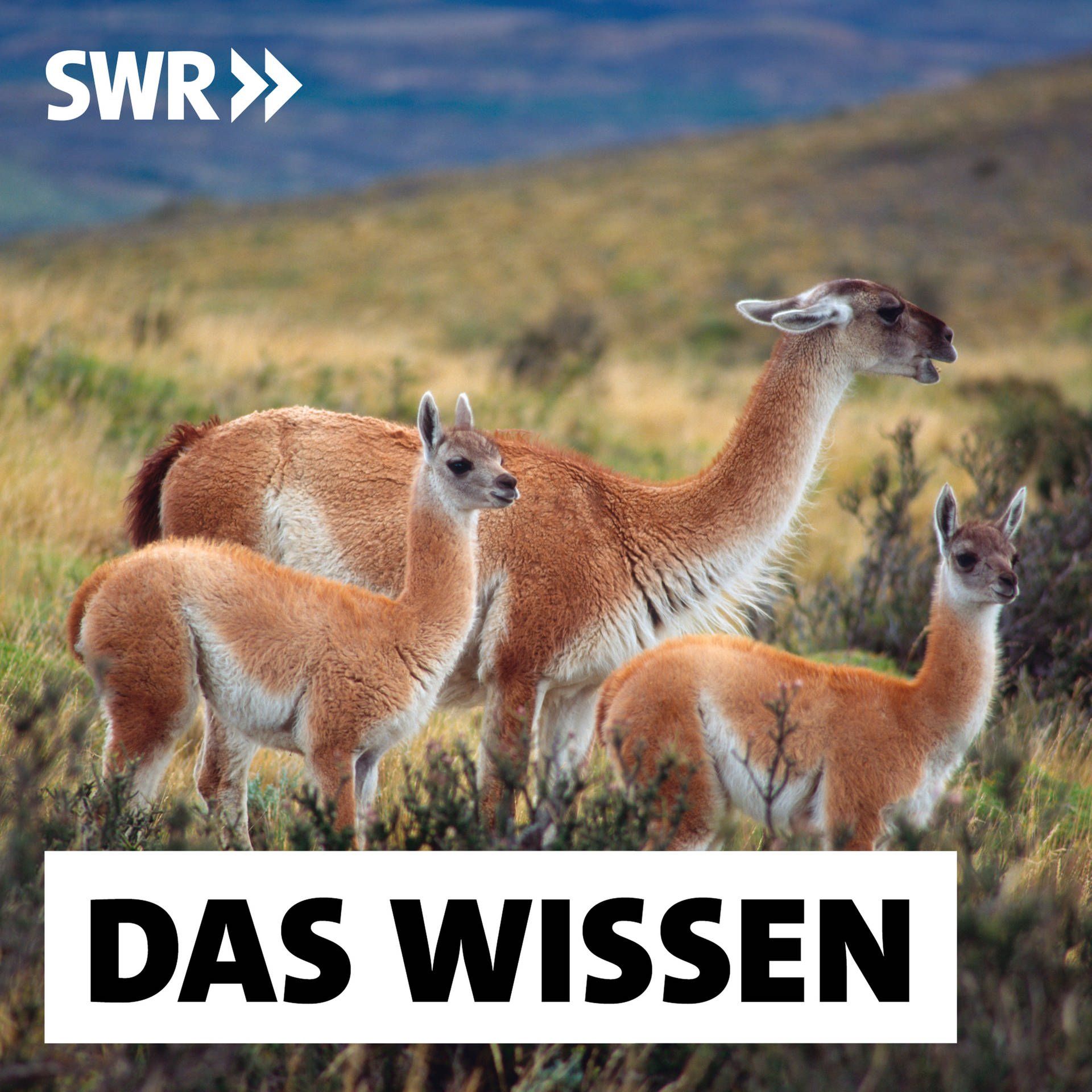 Grüner Wasserstoff aus Chile für die Welt – Auf Kosten einzigartiger Natur