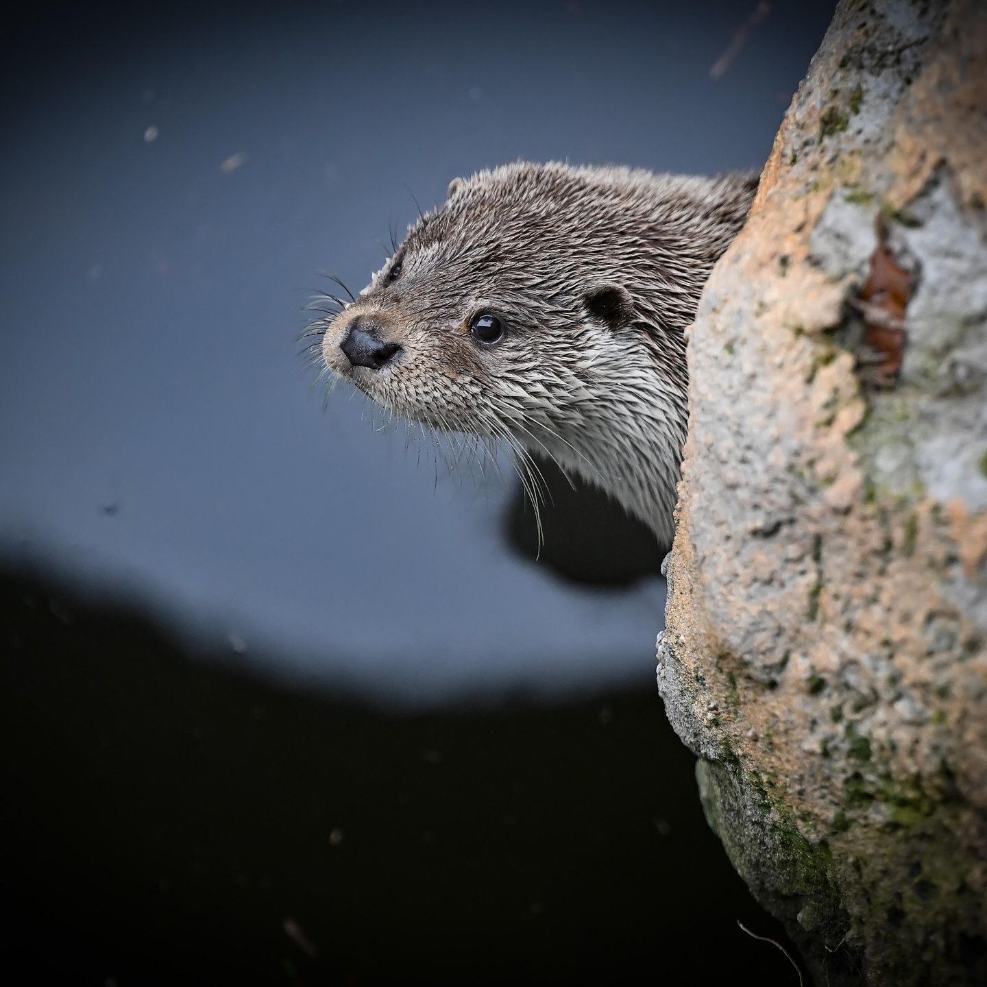 Die Tierdocs: Otter ist grob