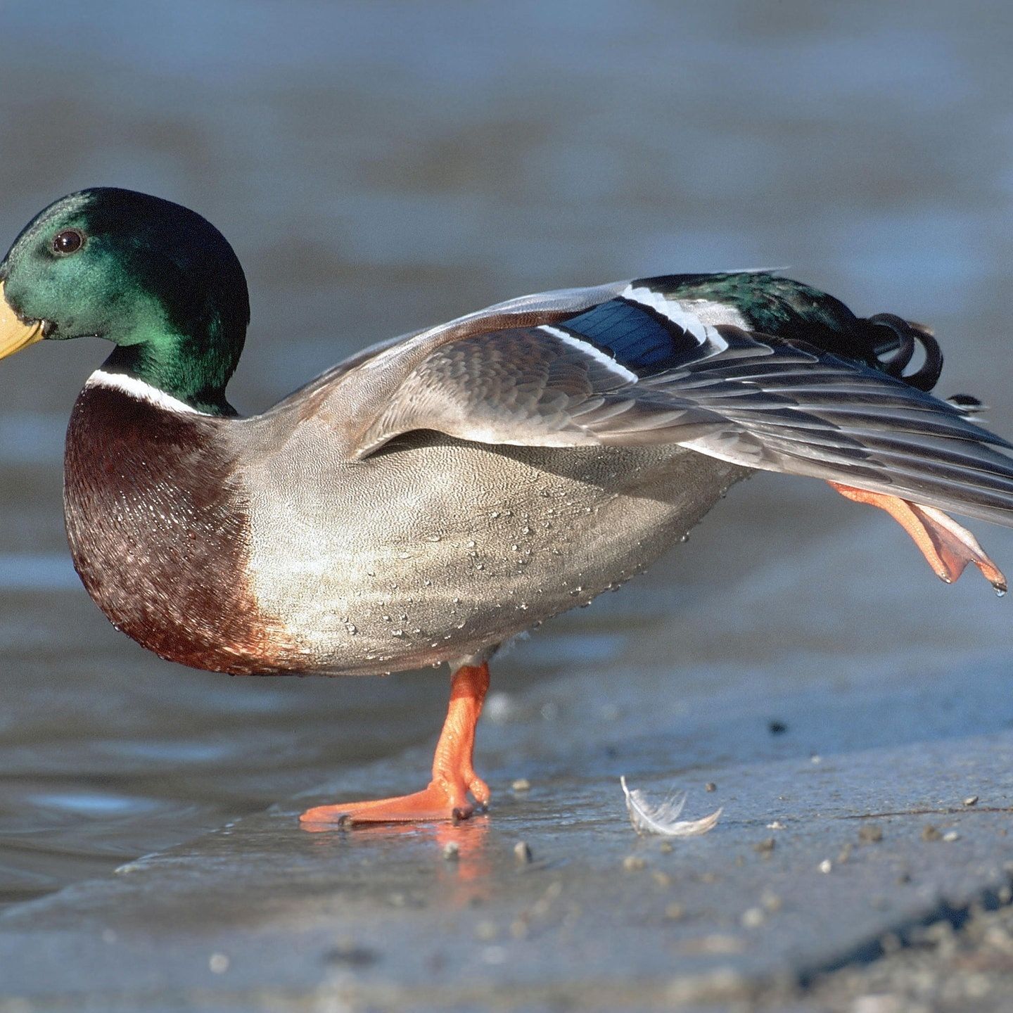 Die Tierdocs: Ente humpelt