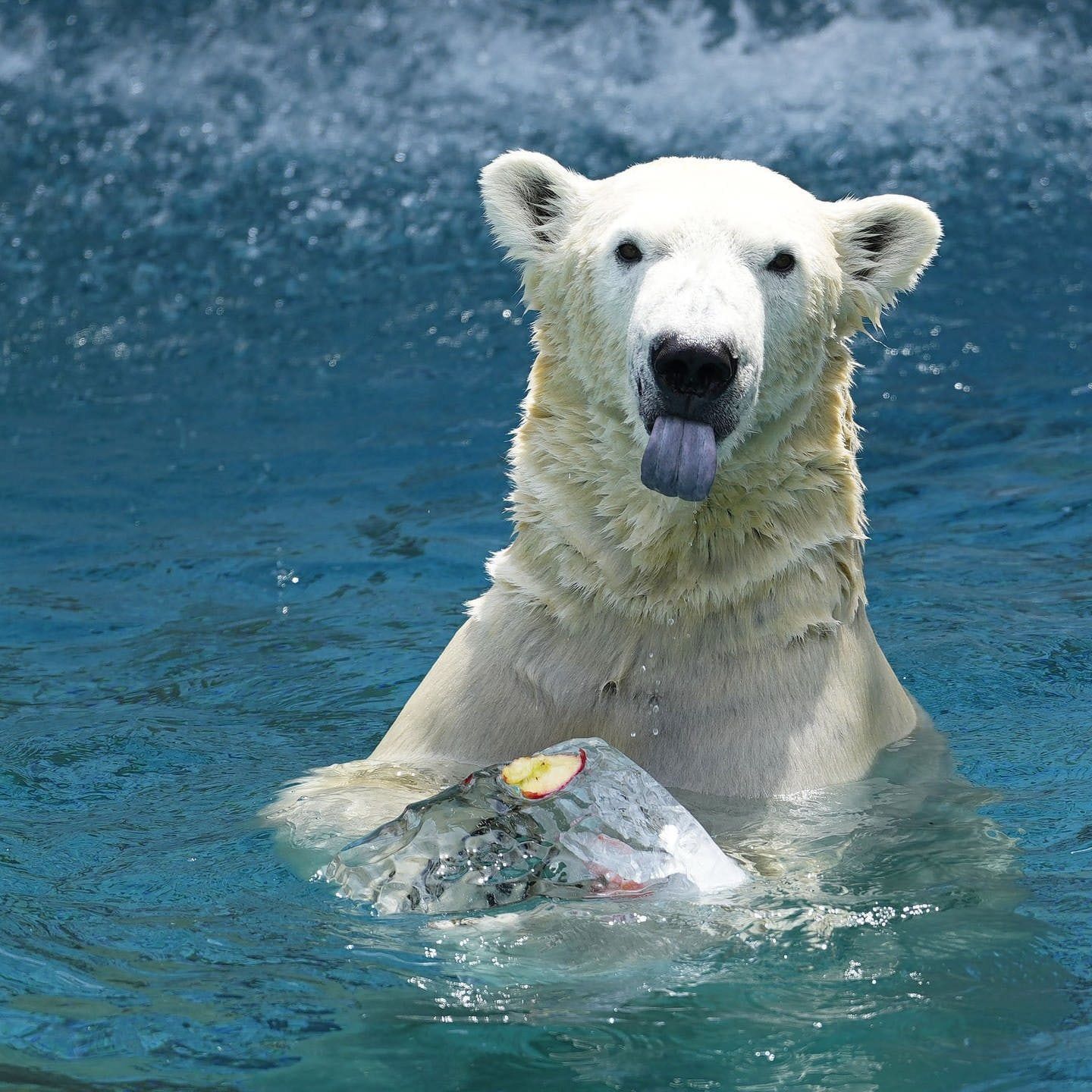 Die Tierdocs: Eisbär hat viele Probleme