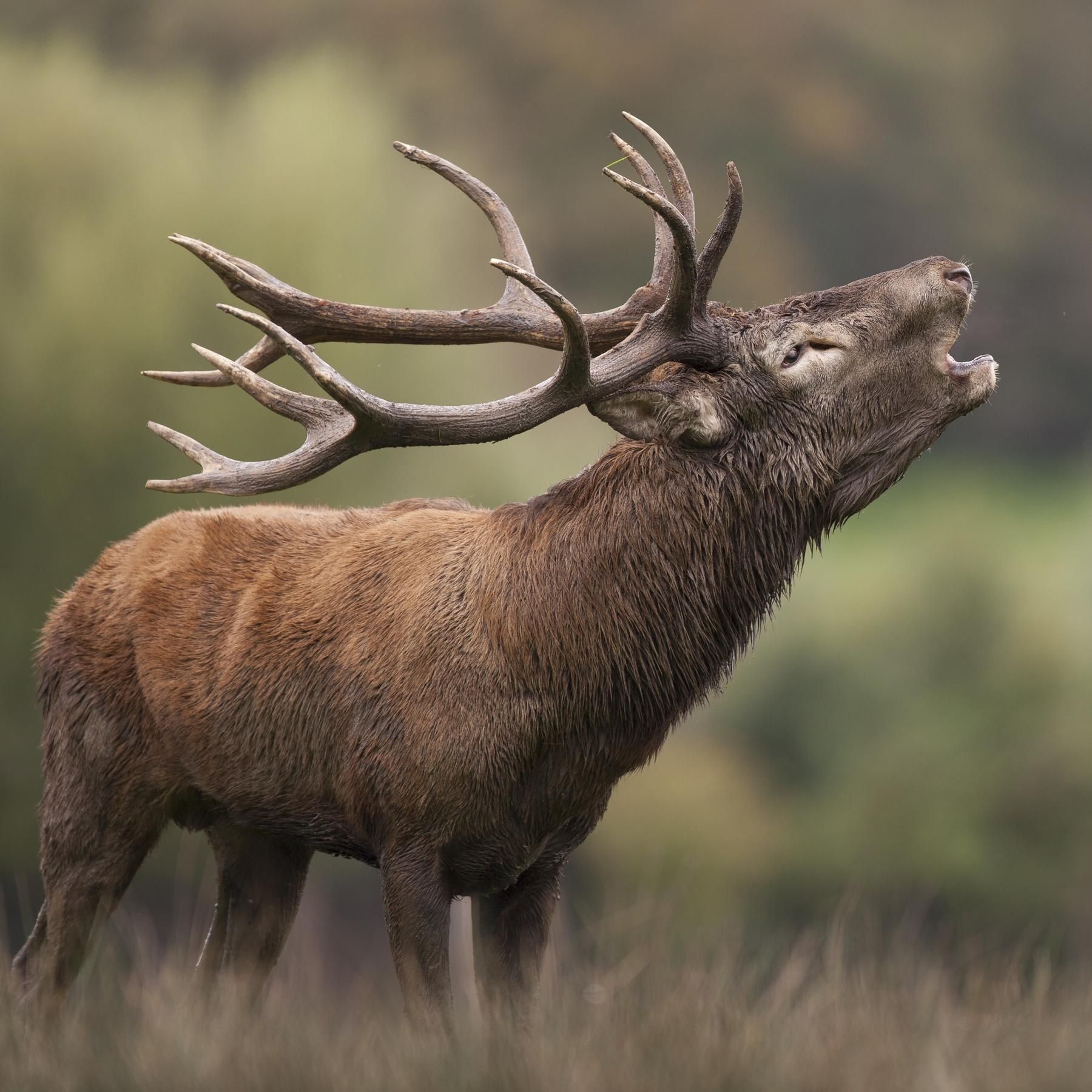 Der Hirsch - Der stolze König des Waldes