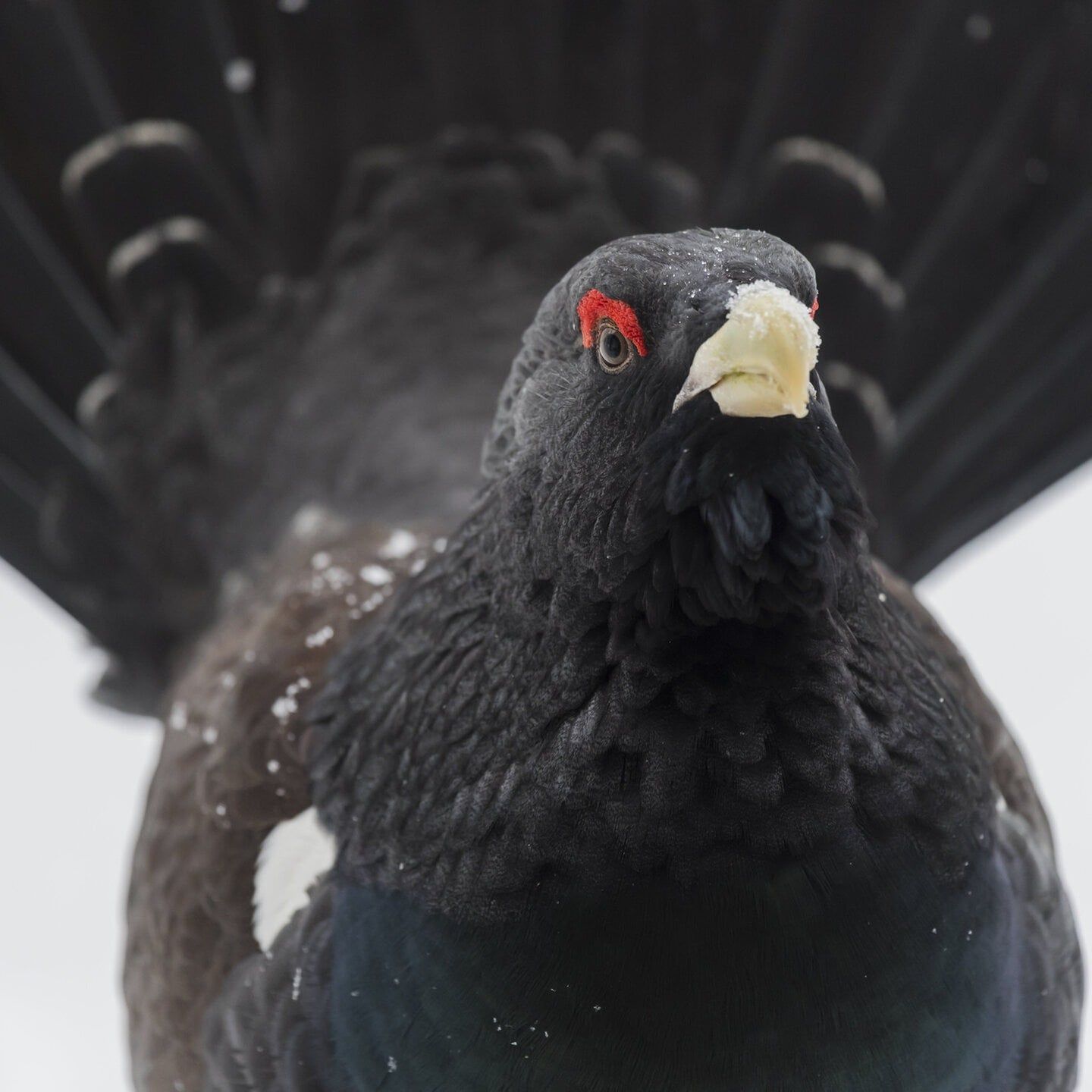 Die Tierdocs: Hahn ist ungeschickt