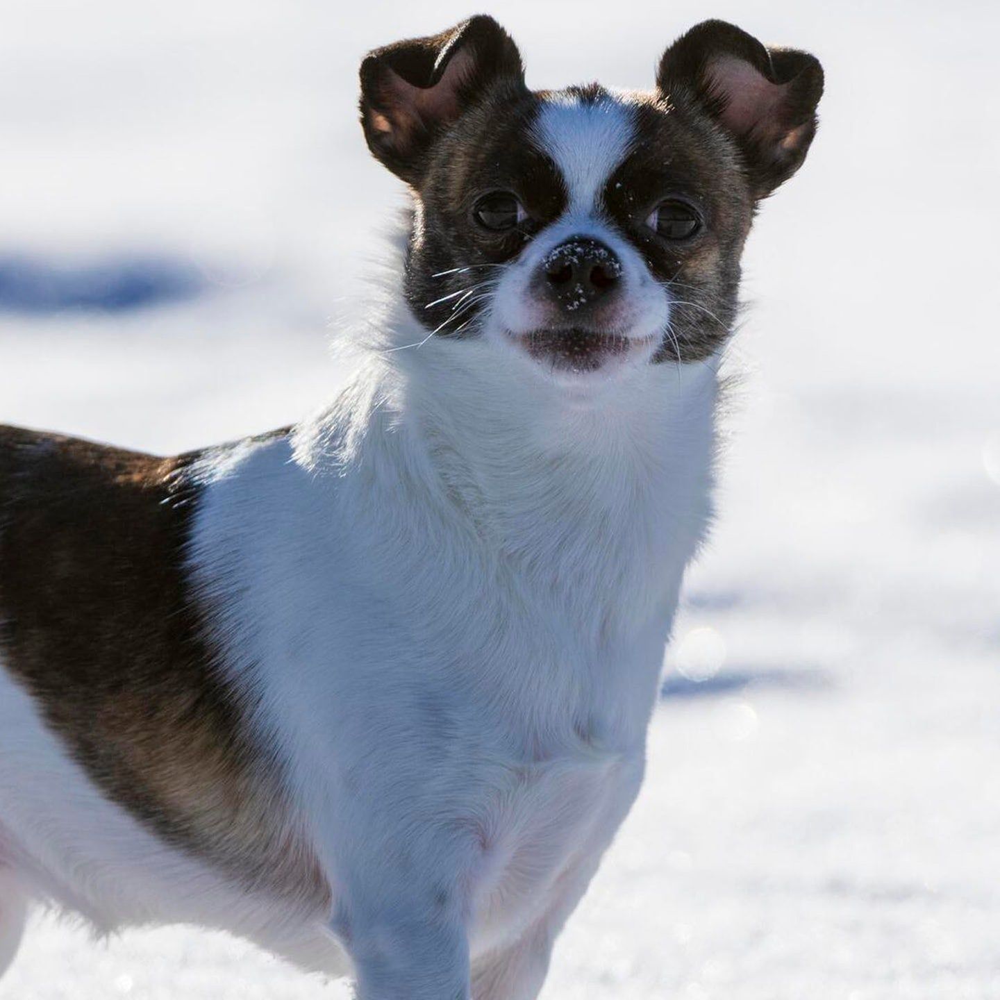 Die Tierdocs: Hund ist verrückt nach Wintersport