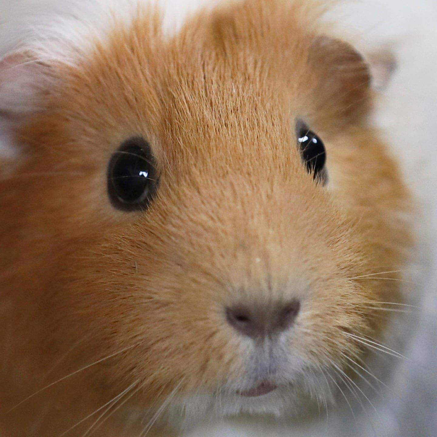 Die Tierdocs: Meerschweinchen will schwimmen
