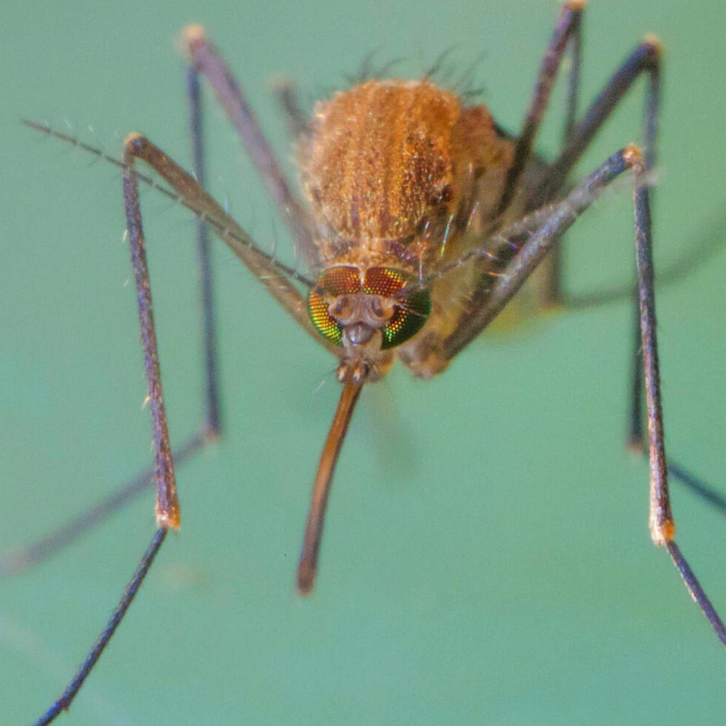 Die Tierdocs: Mücke hat zugenommen