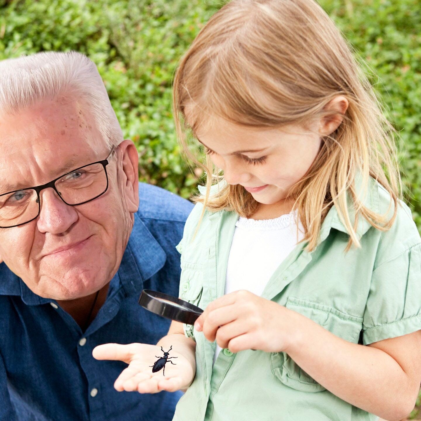 Fragen Sie Kretschmann: Ölkäfer