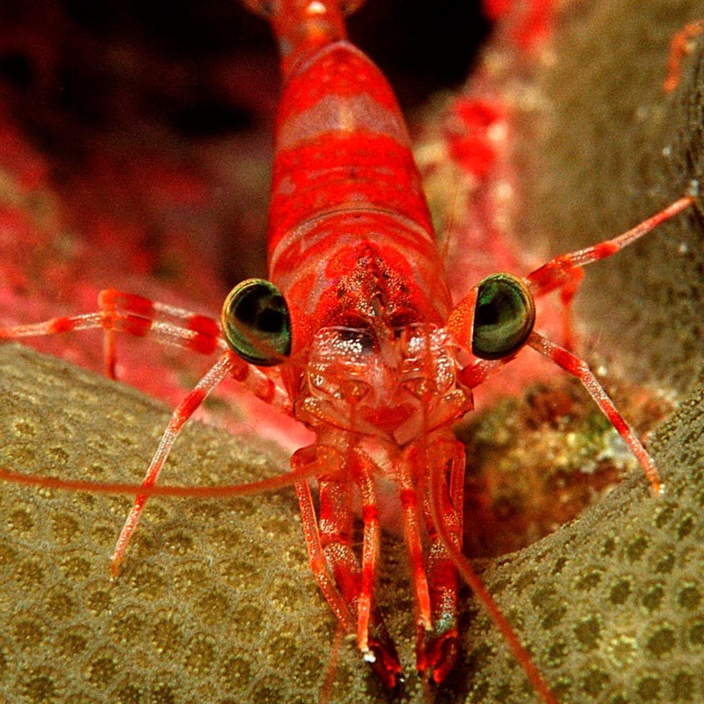 Die Tierdocs: Shrimp hat Rückenschmerzen
